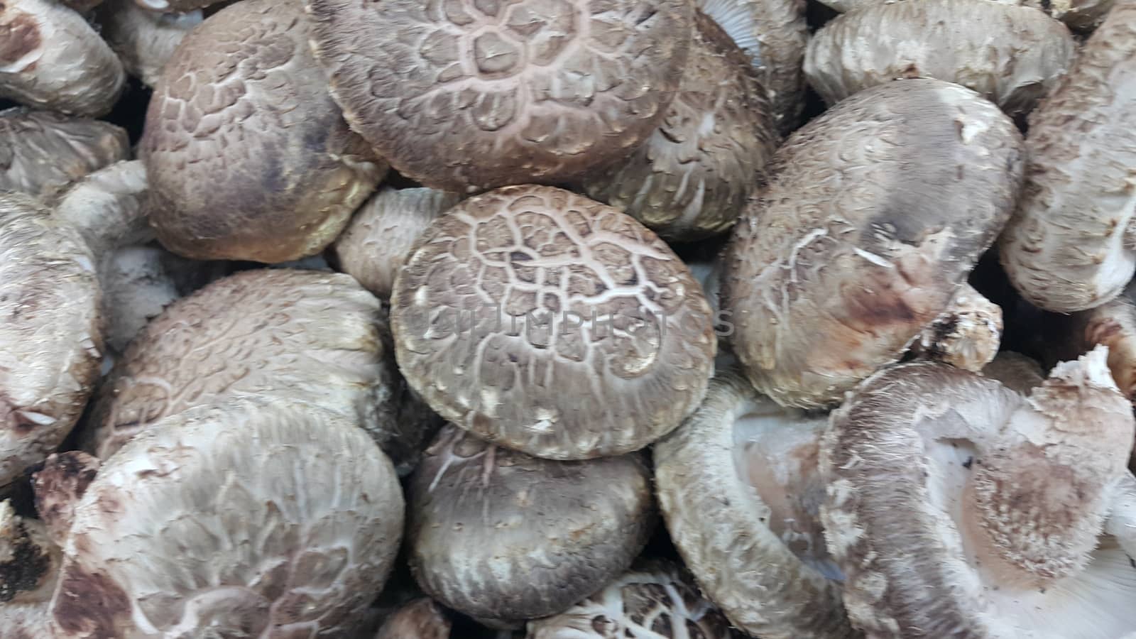 Closeup view of big pile of fresh harvested mushrooms. Food background of mushrooms in market for sale. A Vegetables background