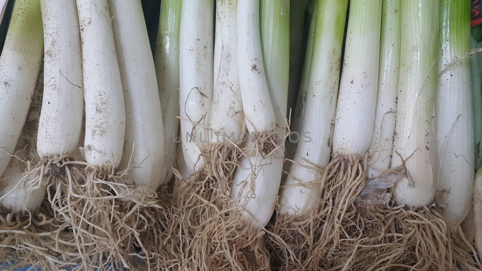 Close up view of white and green leaves with roots onions. Vegetable background for text and advertisements.