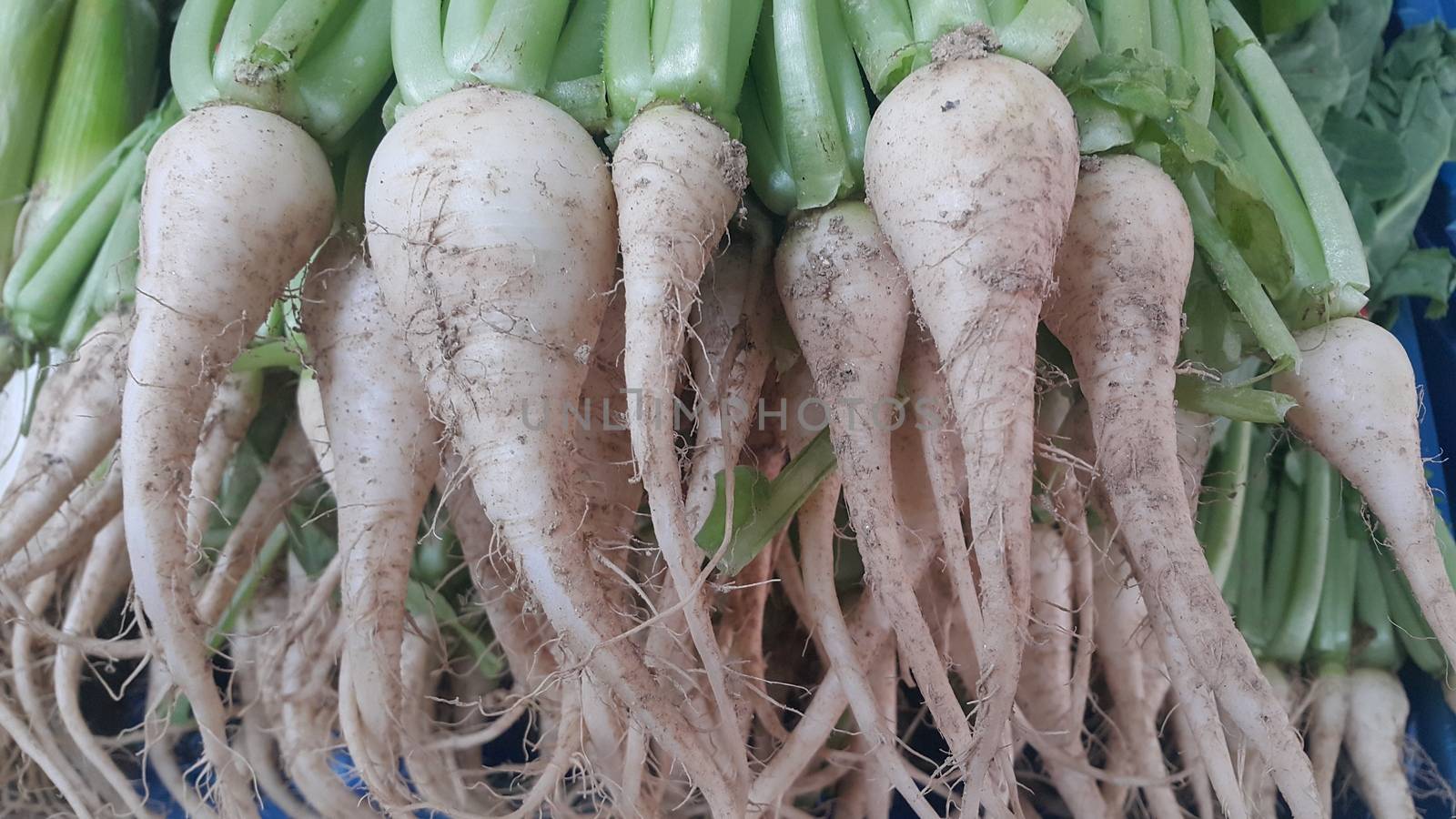 White radish roots with green leaves placed in market for sale