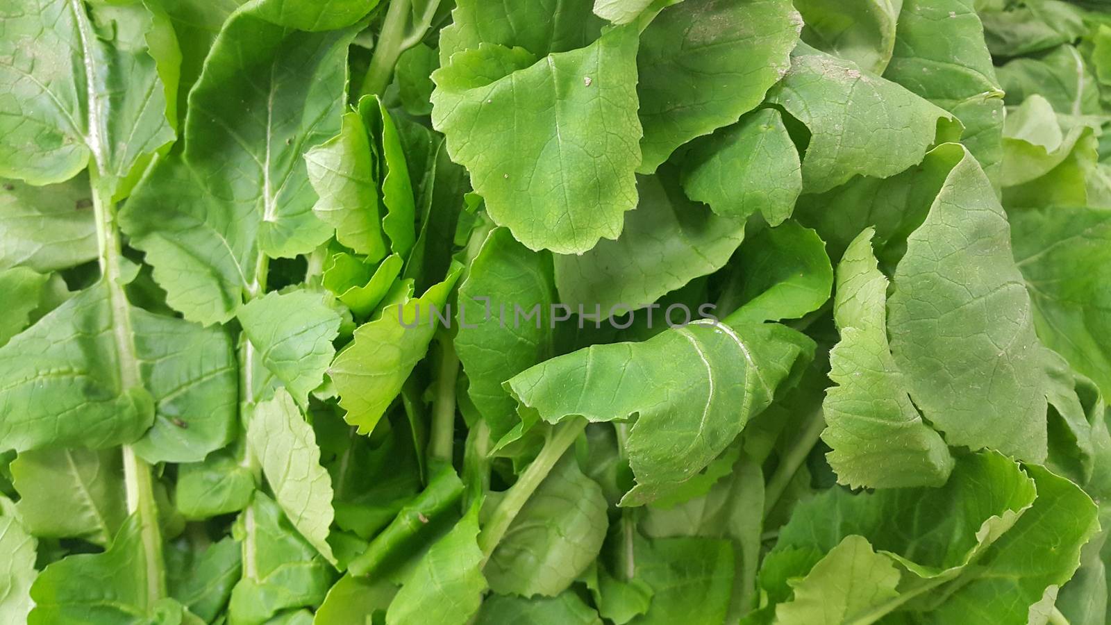 Close up view of lush green leaves of spinach vegetables. Vegetable background for text and advertisements.