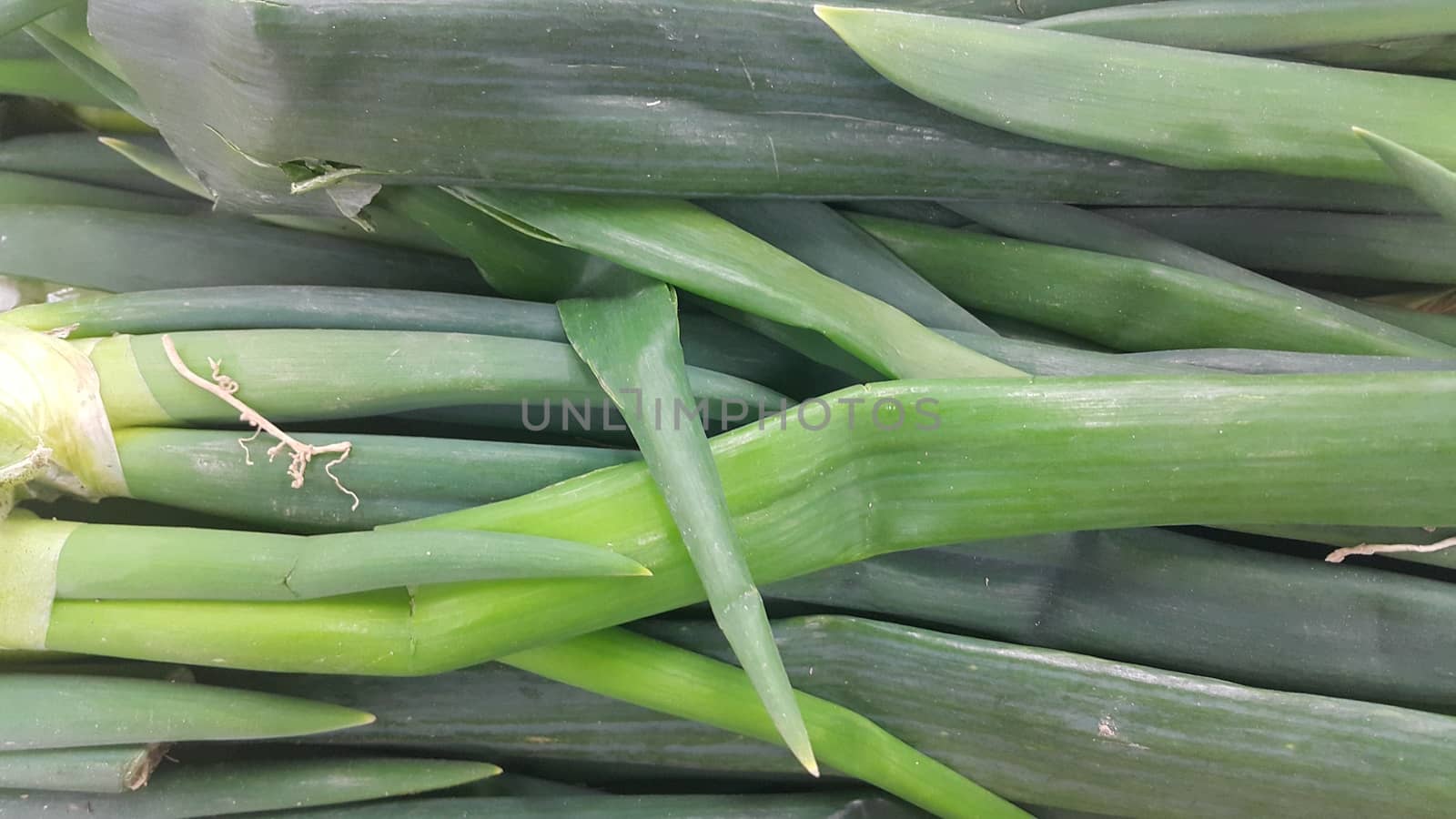 Close up view of lush green leaves of onions. Vegetable background for text and advertisements.
