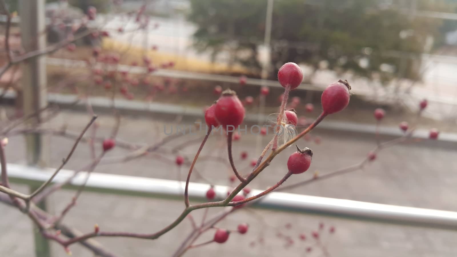 Close up view of dog rose bushes with red berries hanging from plant branches during winter season.
