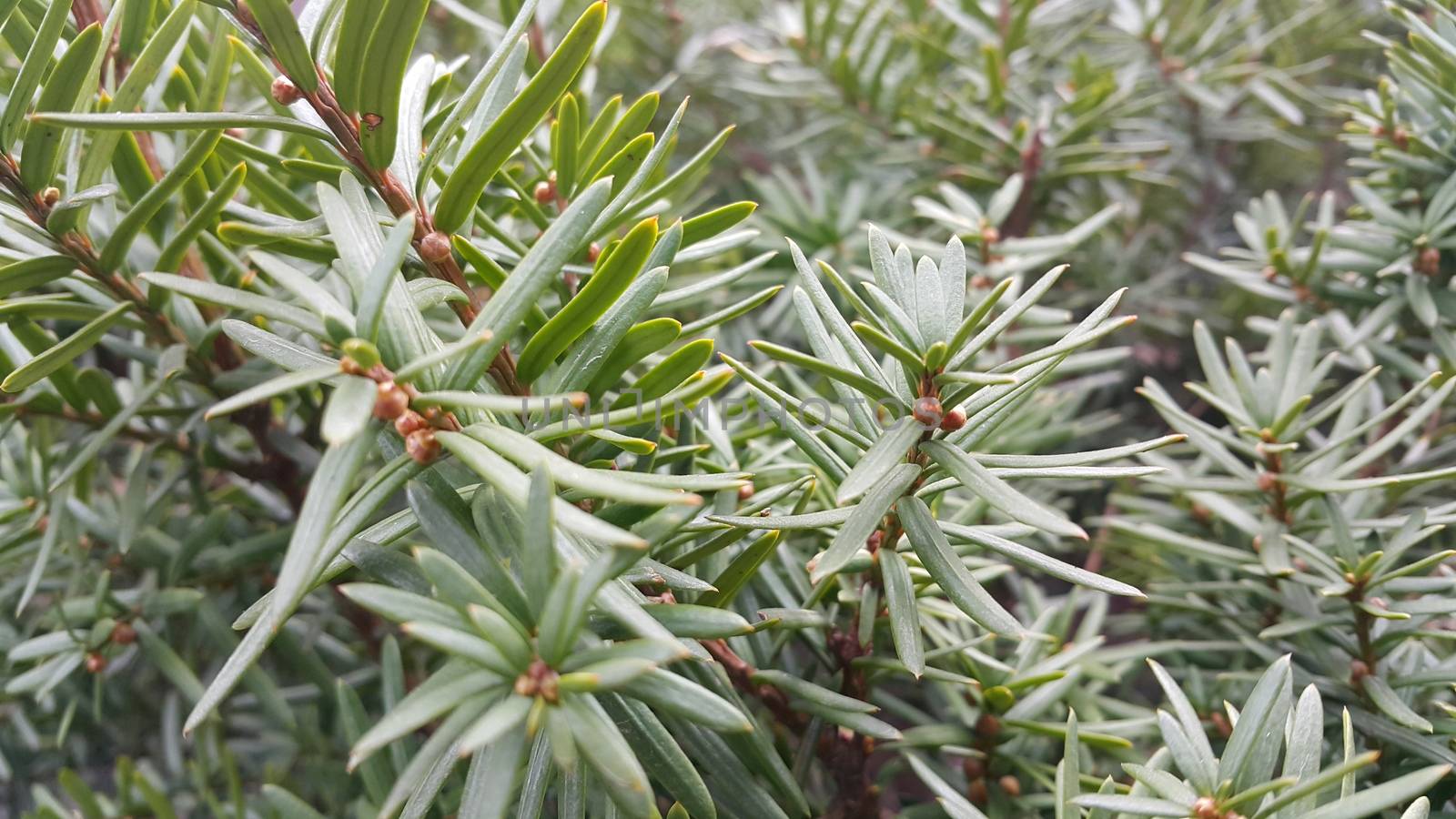 Green leaves of Taxus baccata, European yew which is conifer shrub with poisonous and bitter red ripened berry fruits.