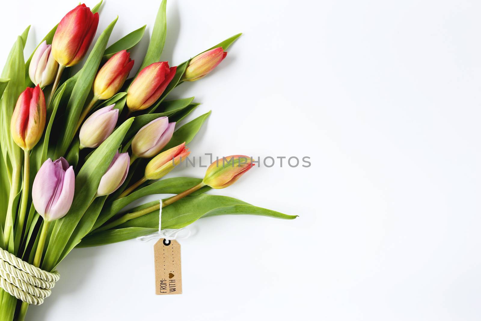 Bunch of colorful tulips on white background by NelliPolk