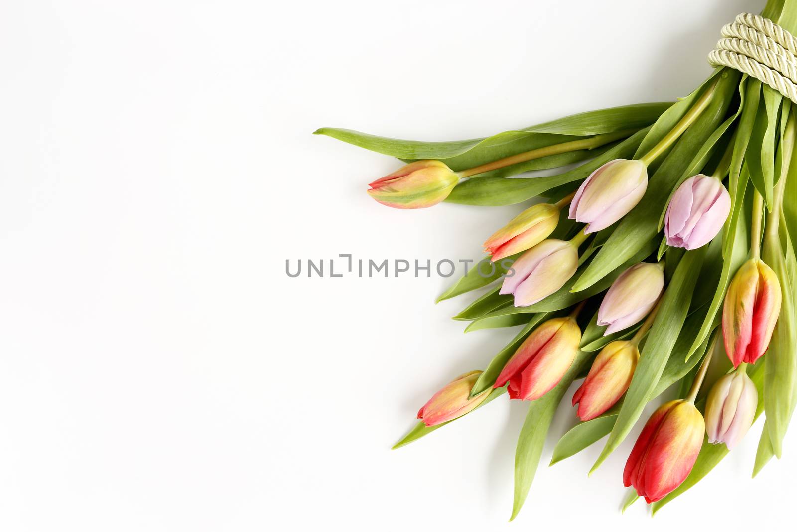 Bunch of colorful tulips on white background by NelliPolk
