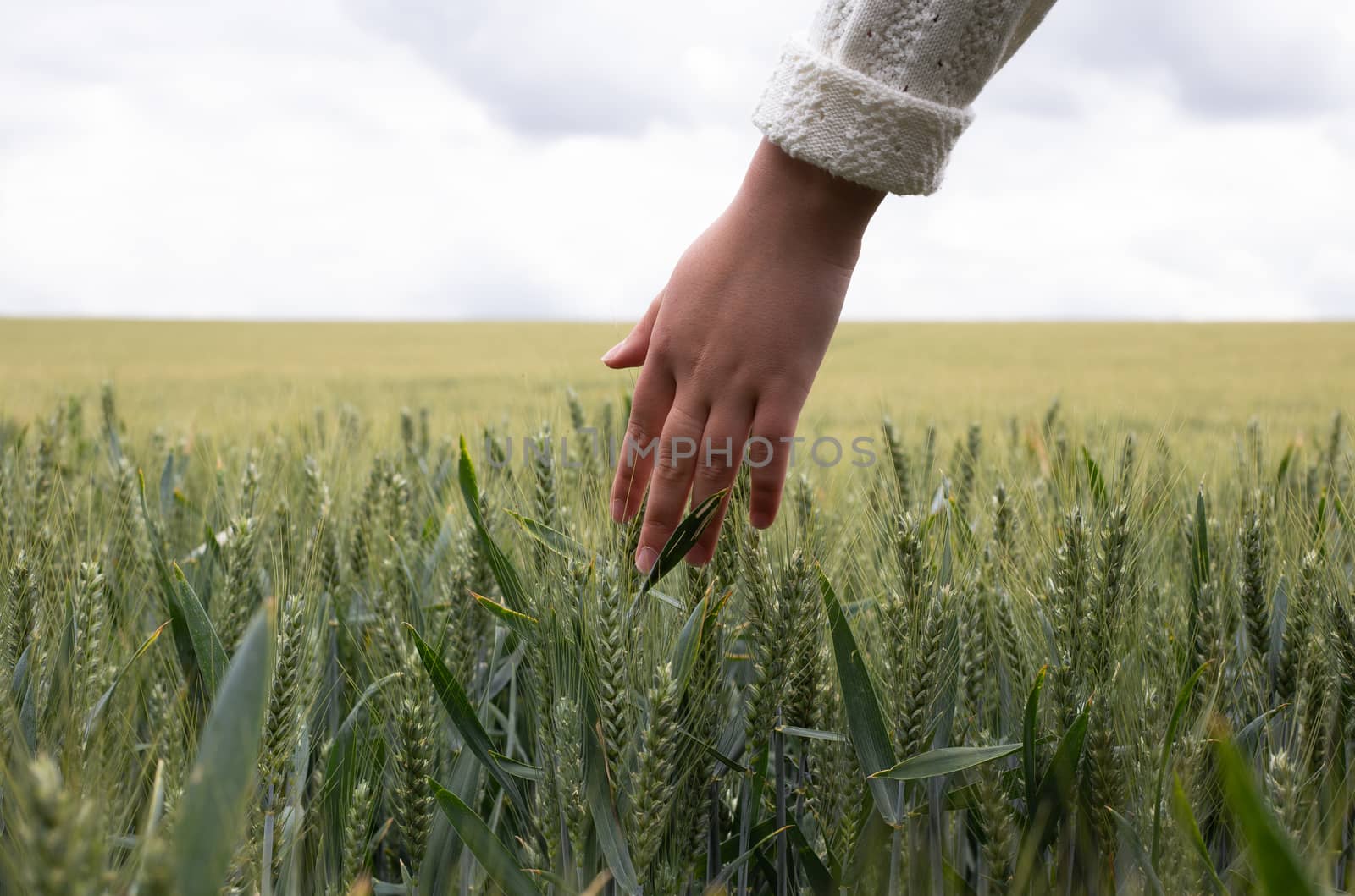 hand in a wheat field by NelliPolk