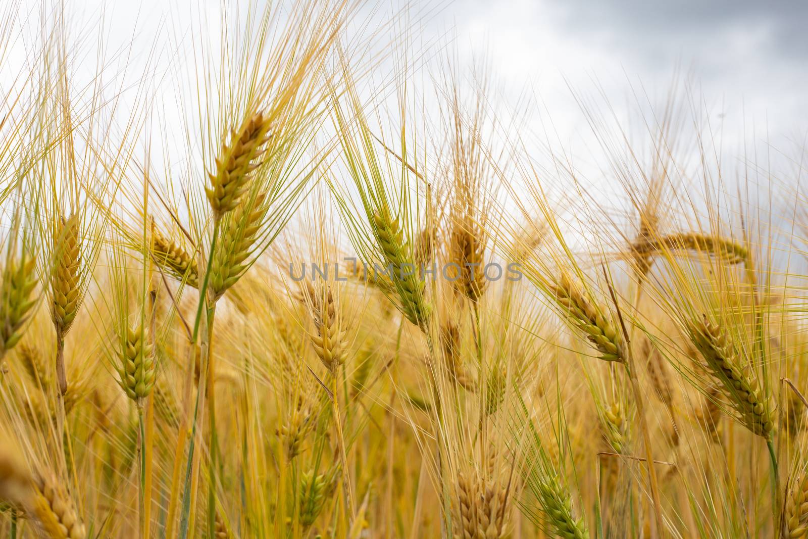 Picture on the riped wheat filed by NelliPolk