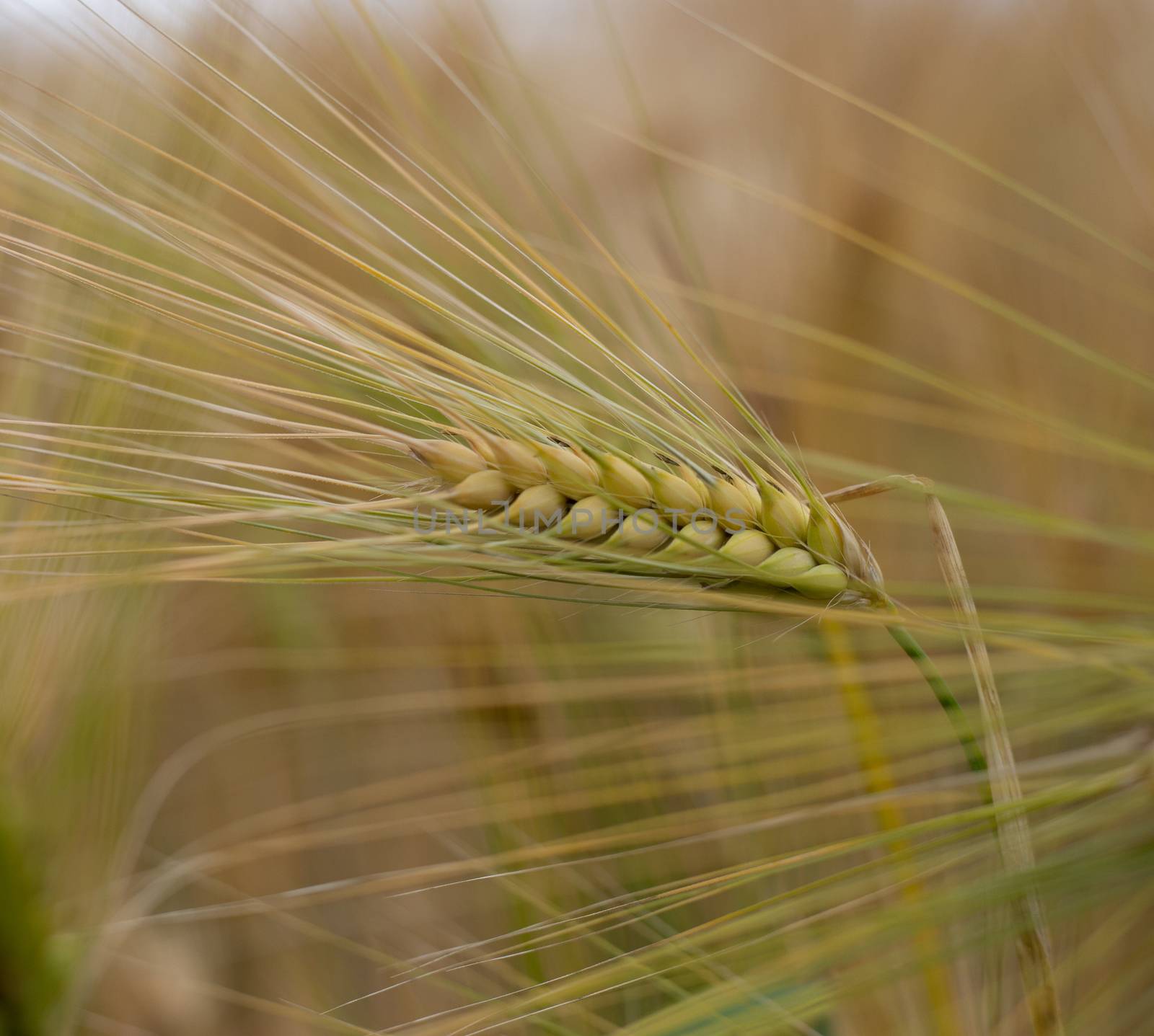 Close up Picture on the riped wheat barley filed. Dried yellow grains and straws in the summer day waiting for the combine harvester.