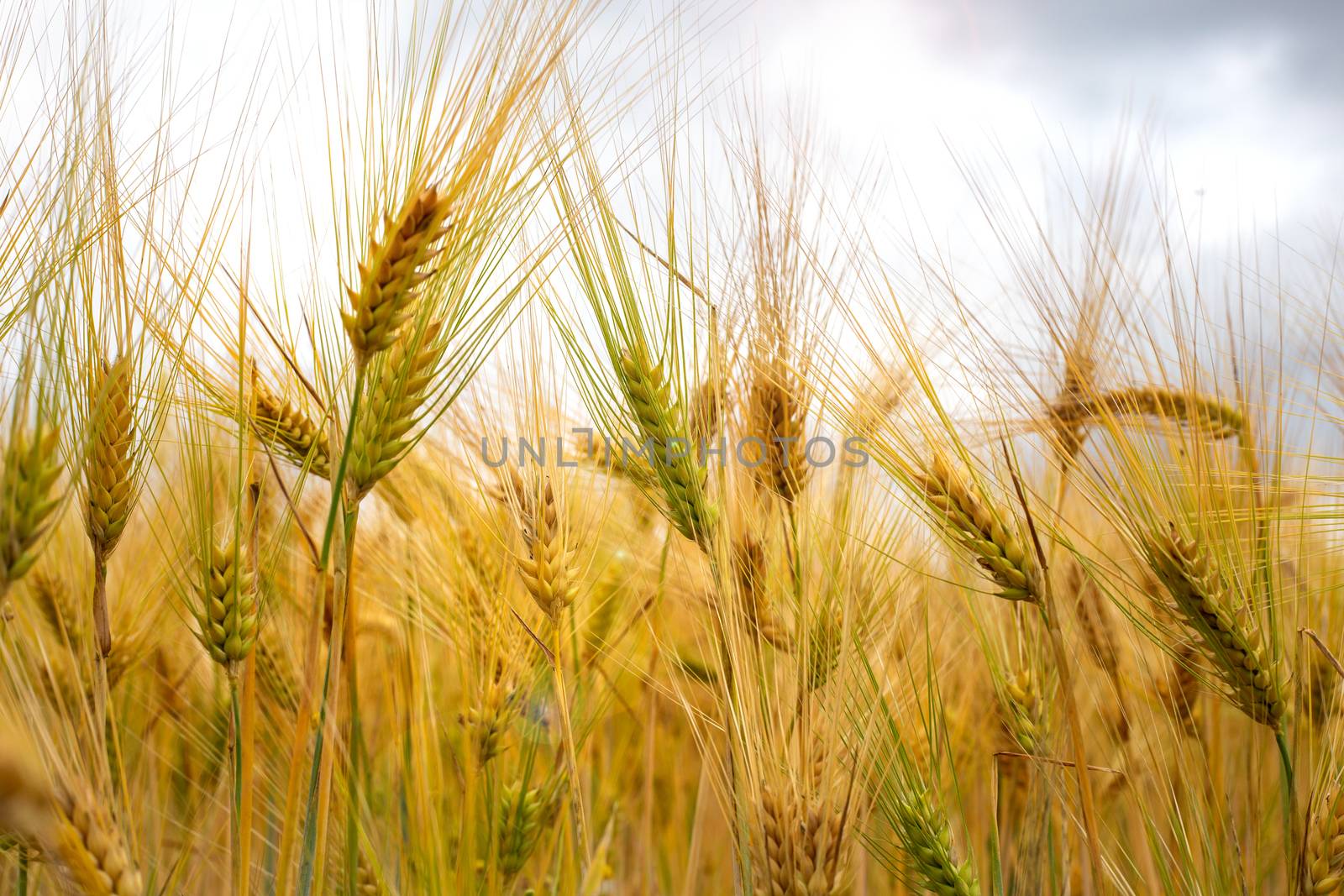 ears of wheat on filed close up by NelliPolk