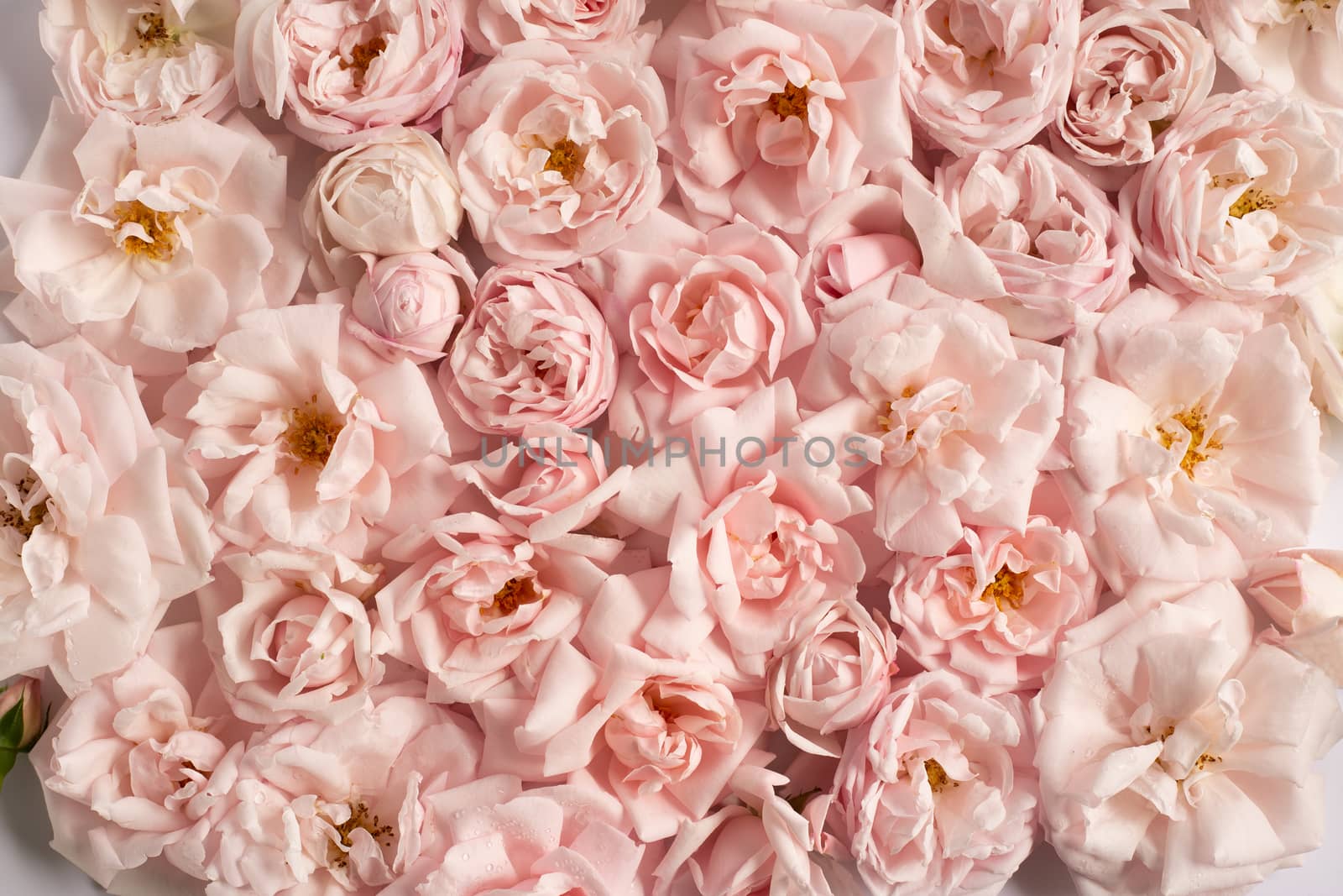 Romantic pink fresh roses background.