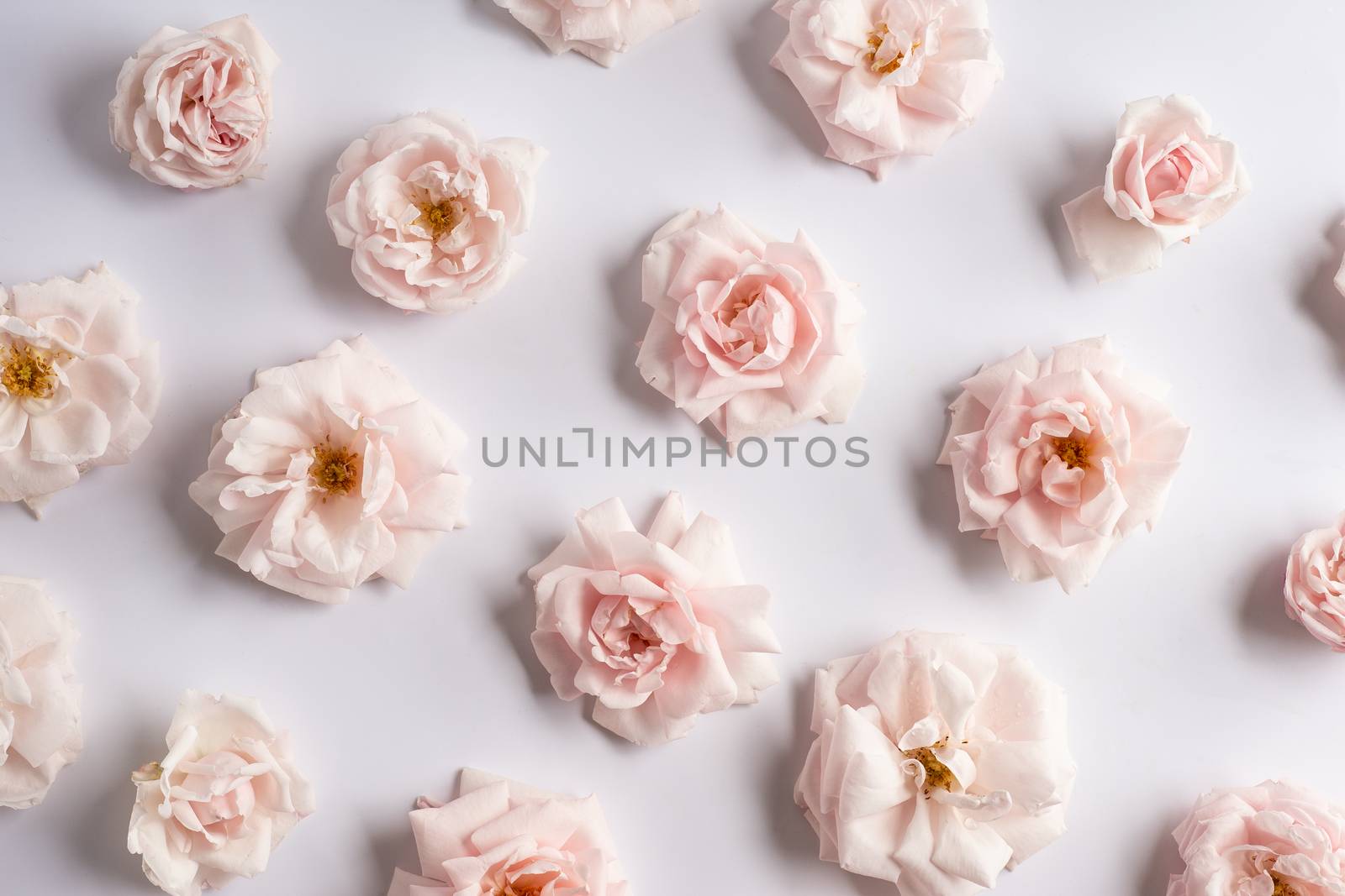 Background image of pink roses by NelliPolk