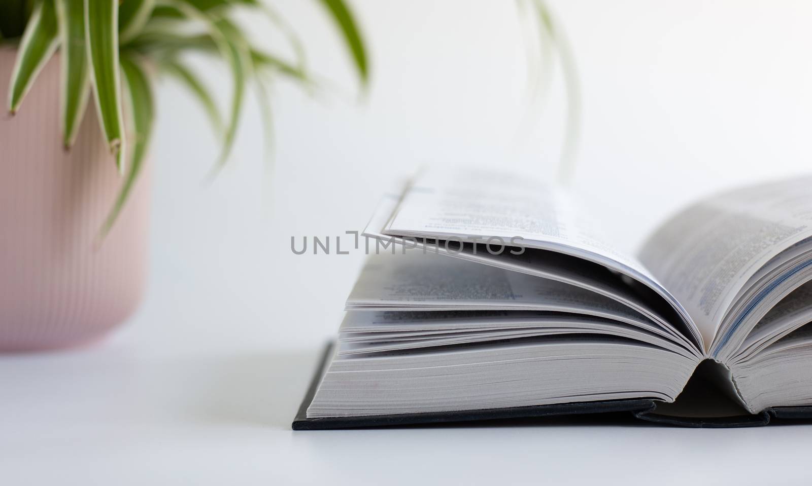 Open book, home plant in soft focus on white background. Stay at home, freelance, learning from home concept. Self care, time away from technology, finding quiet place with book.