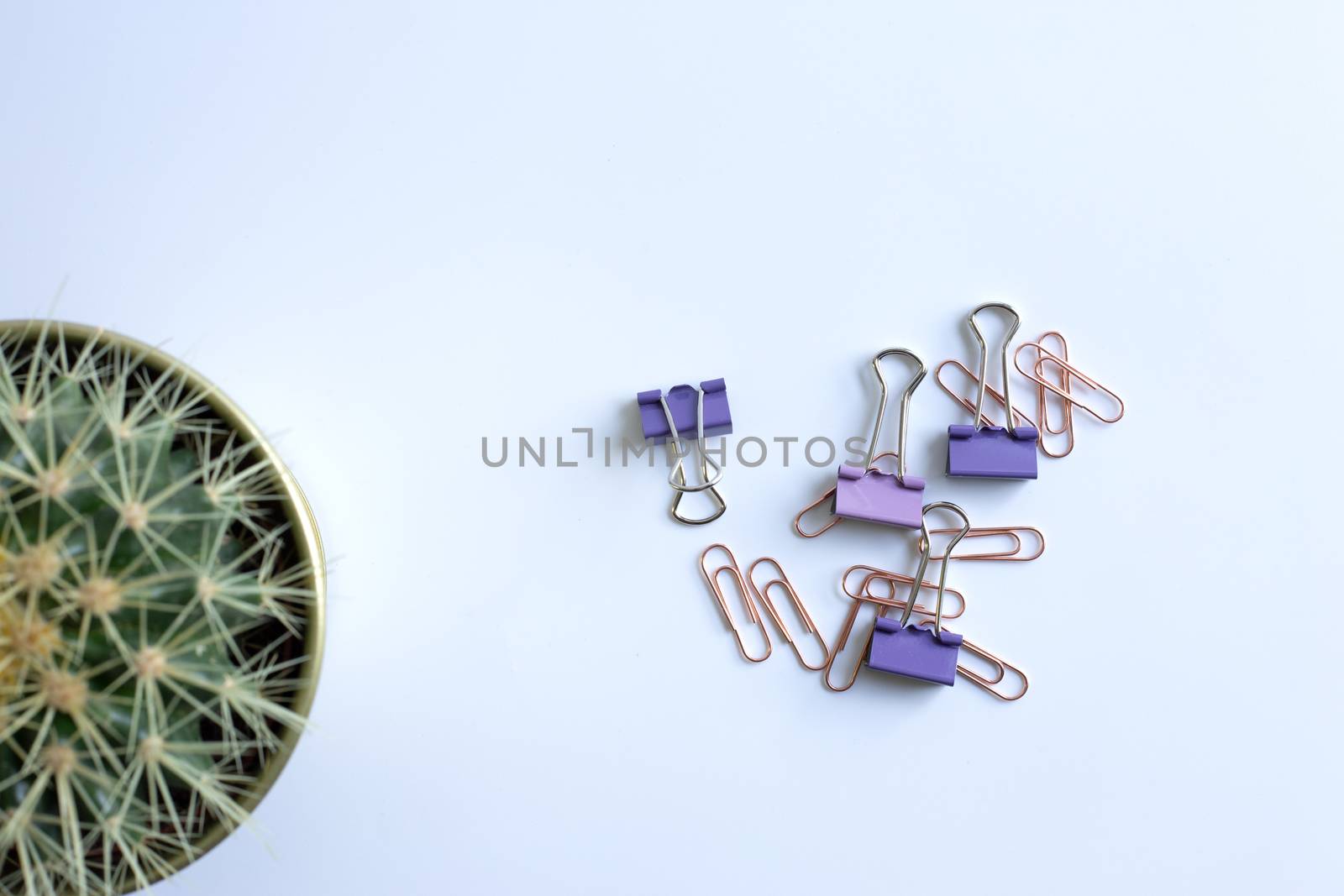 Home plant in soft focus and clips. Stationery flat lay. Back to school. White background