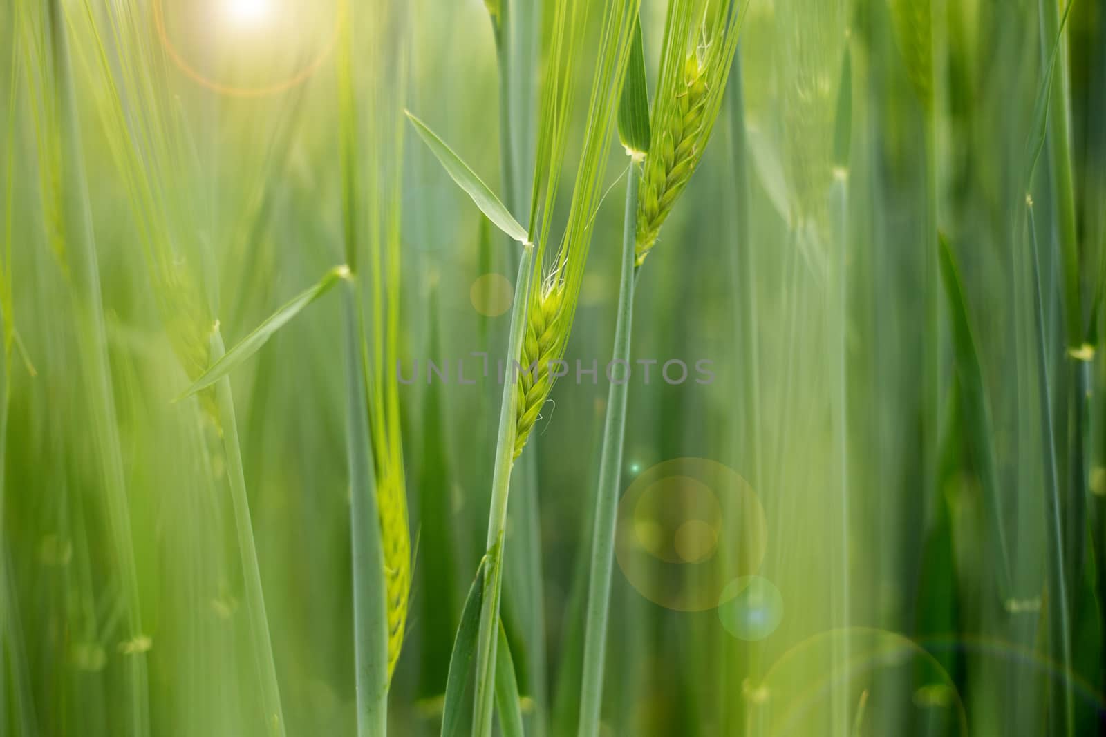 field of rye with lens flare during sunny summer day by NelliPolk