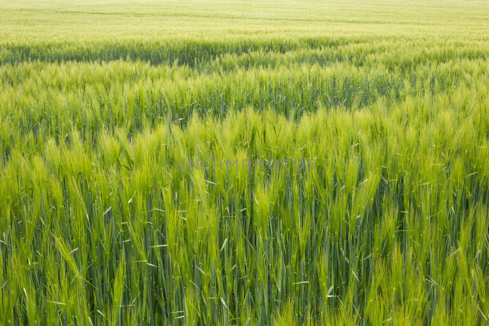 Rural countryside landscape of rye field during summer sunny day. Concept of reach harvest