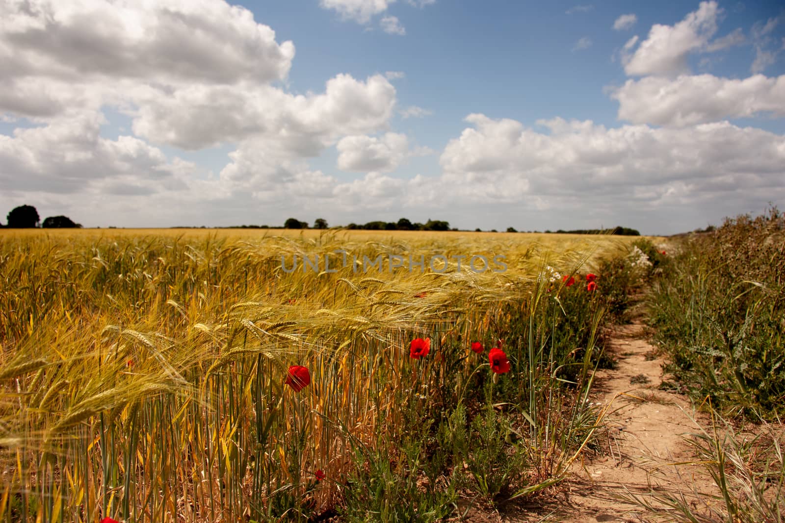 Summer landscape with green grass, road, dramatci cloudy sky clouds