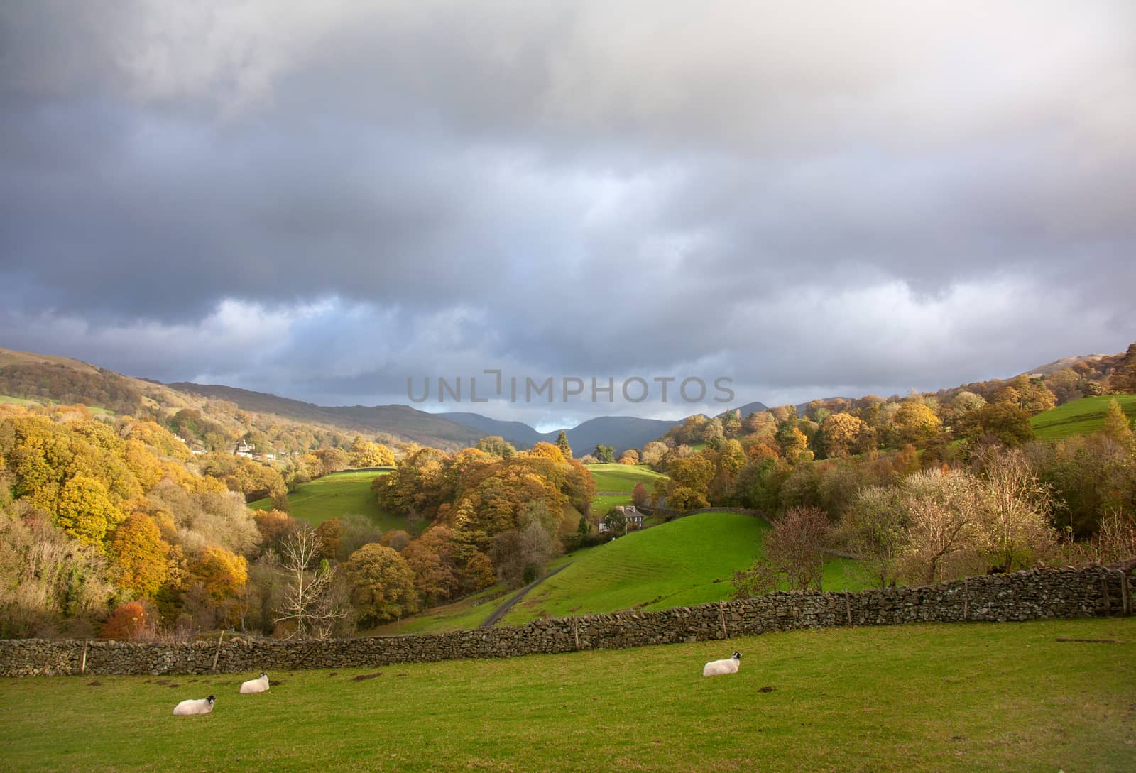 Beautifu autumn dramatic landscape with sheep in the mountain village.