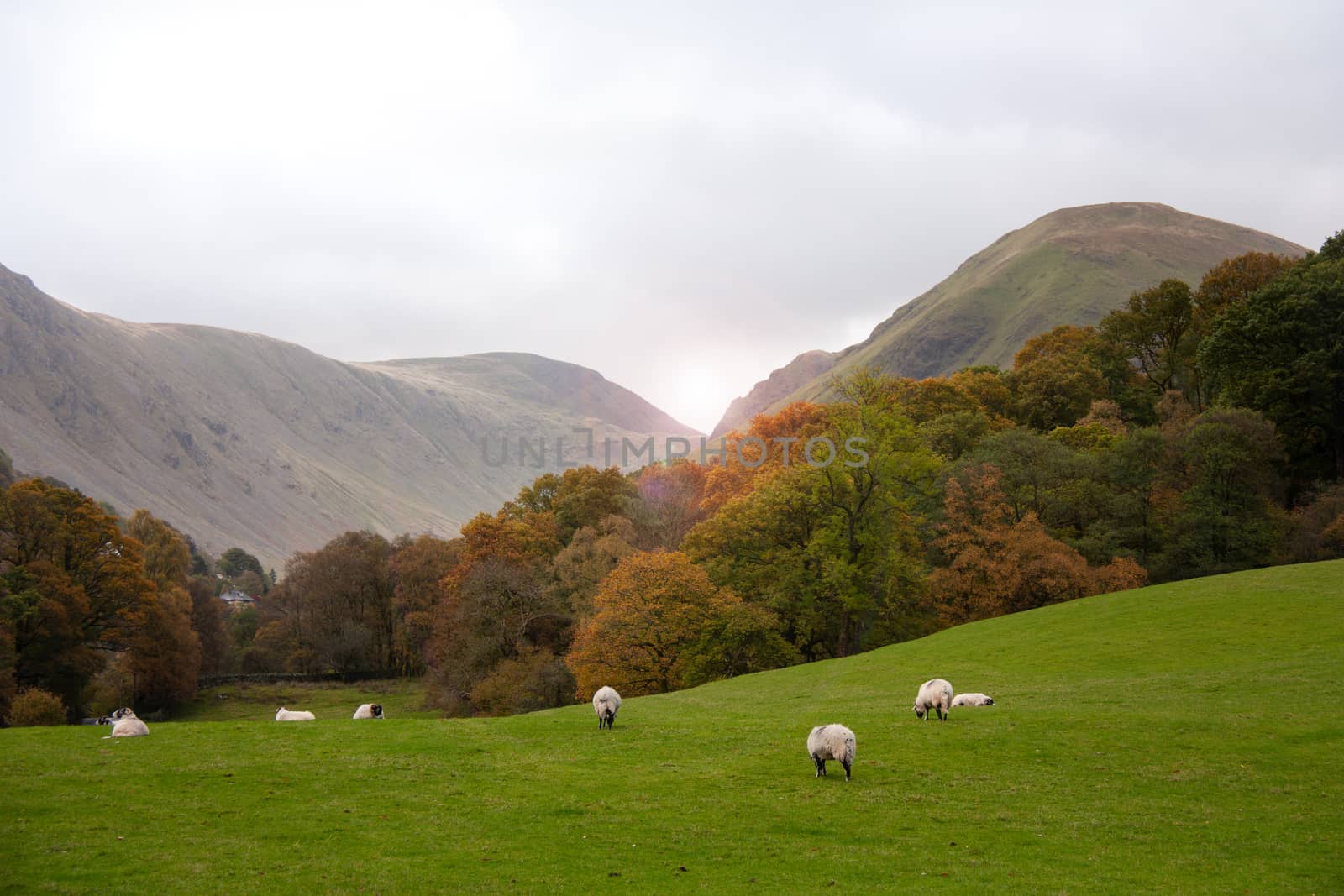 Beautiful colorful autumn dramatic landscape with sheep in the mountain village.