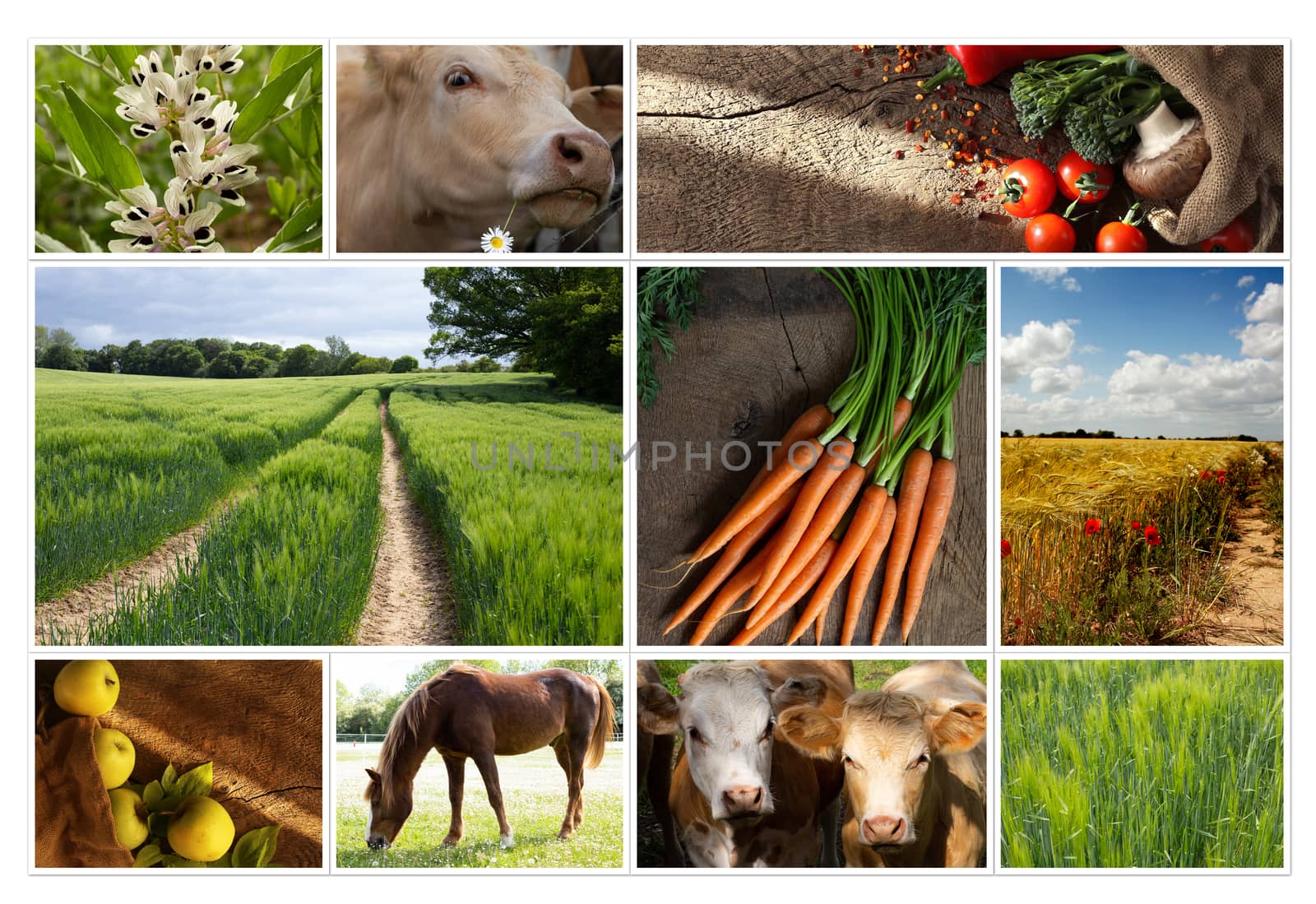 Agriculture collage, food production, corn field,, wheat, apples, cows by NelliPolk