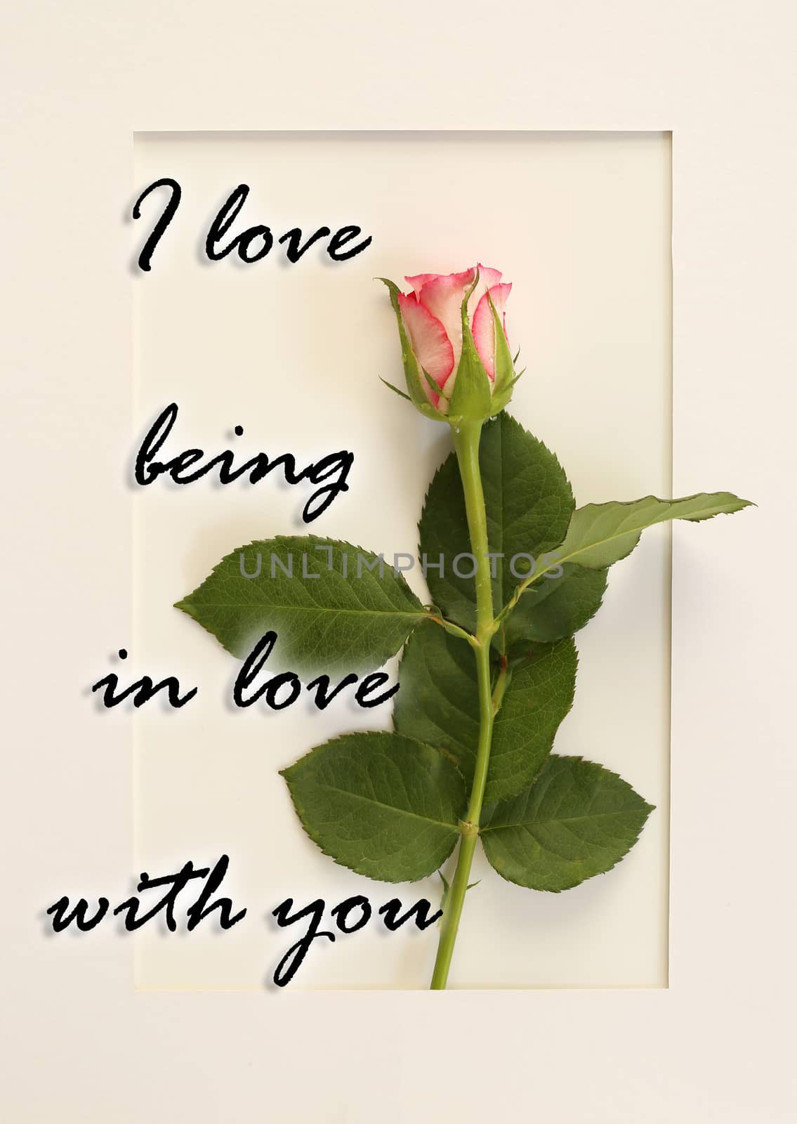 Fresh beautiful single flower rose behind paper frame with sign quote I love Being In Love With You. Valentines, birthday card concept