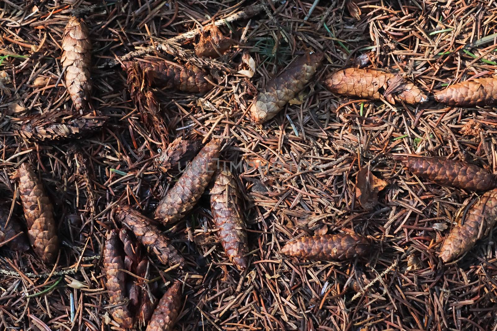 The ground in a forest with pine cones, moss, grass, pine needles, autumn leaves. Forest soil texture background.