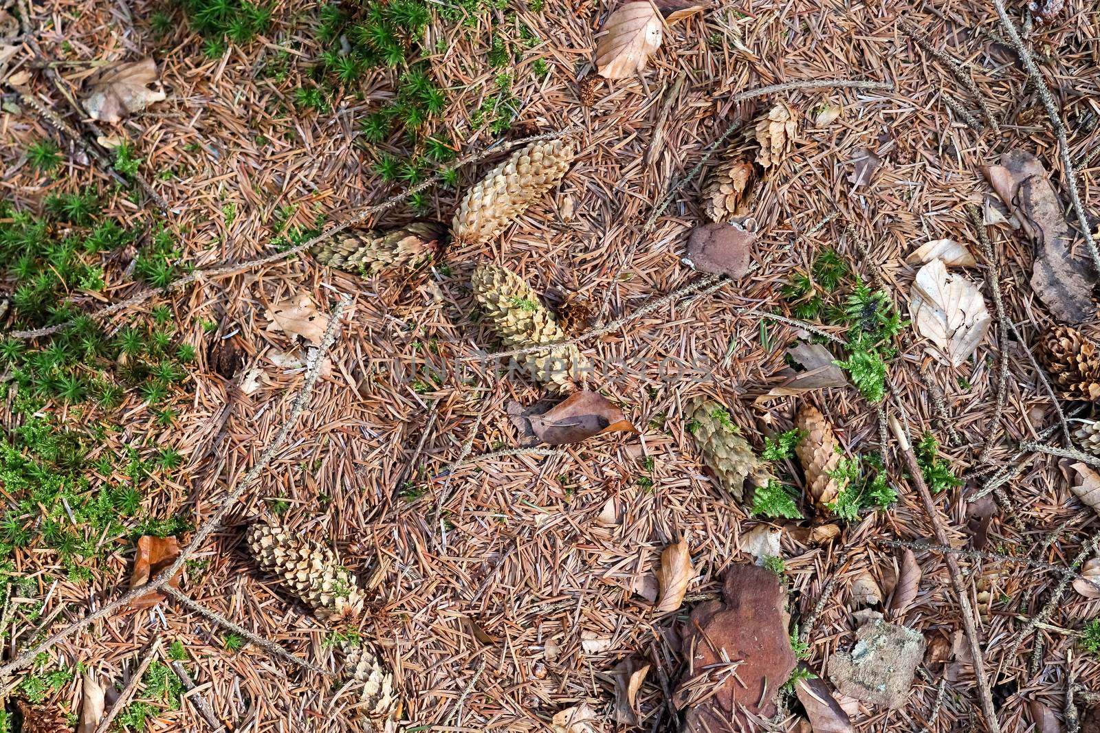 The ground in a forest with pine cones, moss, grass, pine needles, autumn leaves. Forest soil texture background.