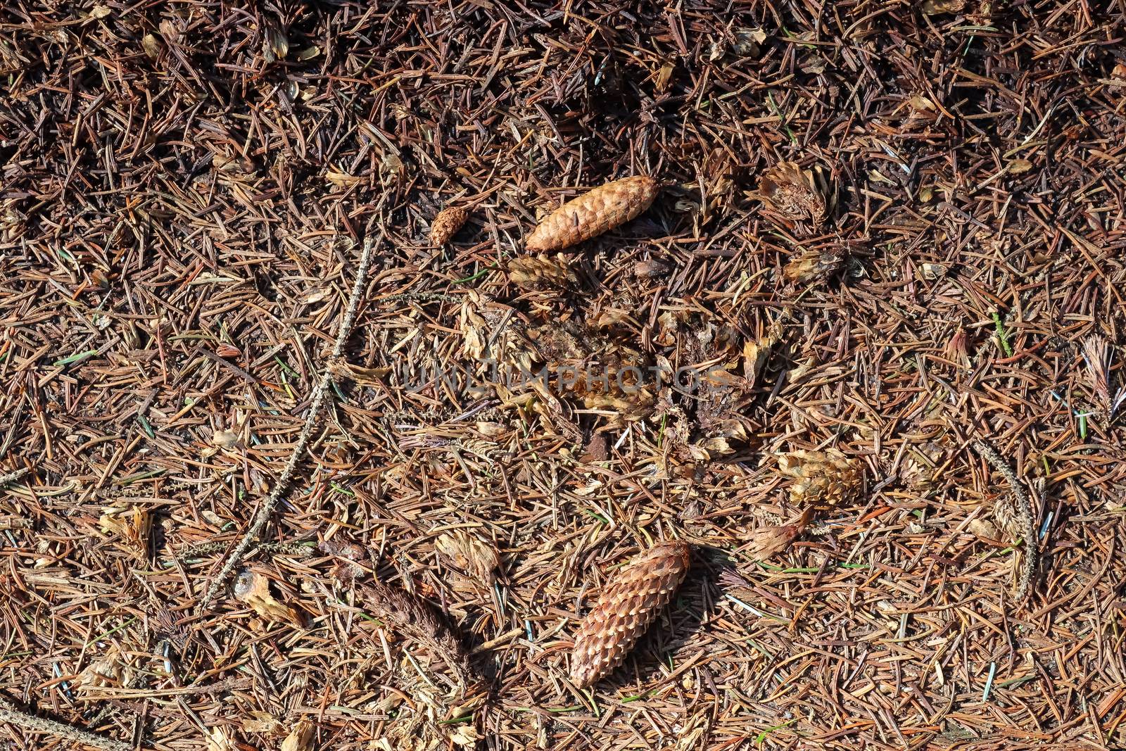 The ground in a forest with pine cones, moss, grass, pine needles, autumn leaves. Forest soil texture background.