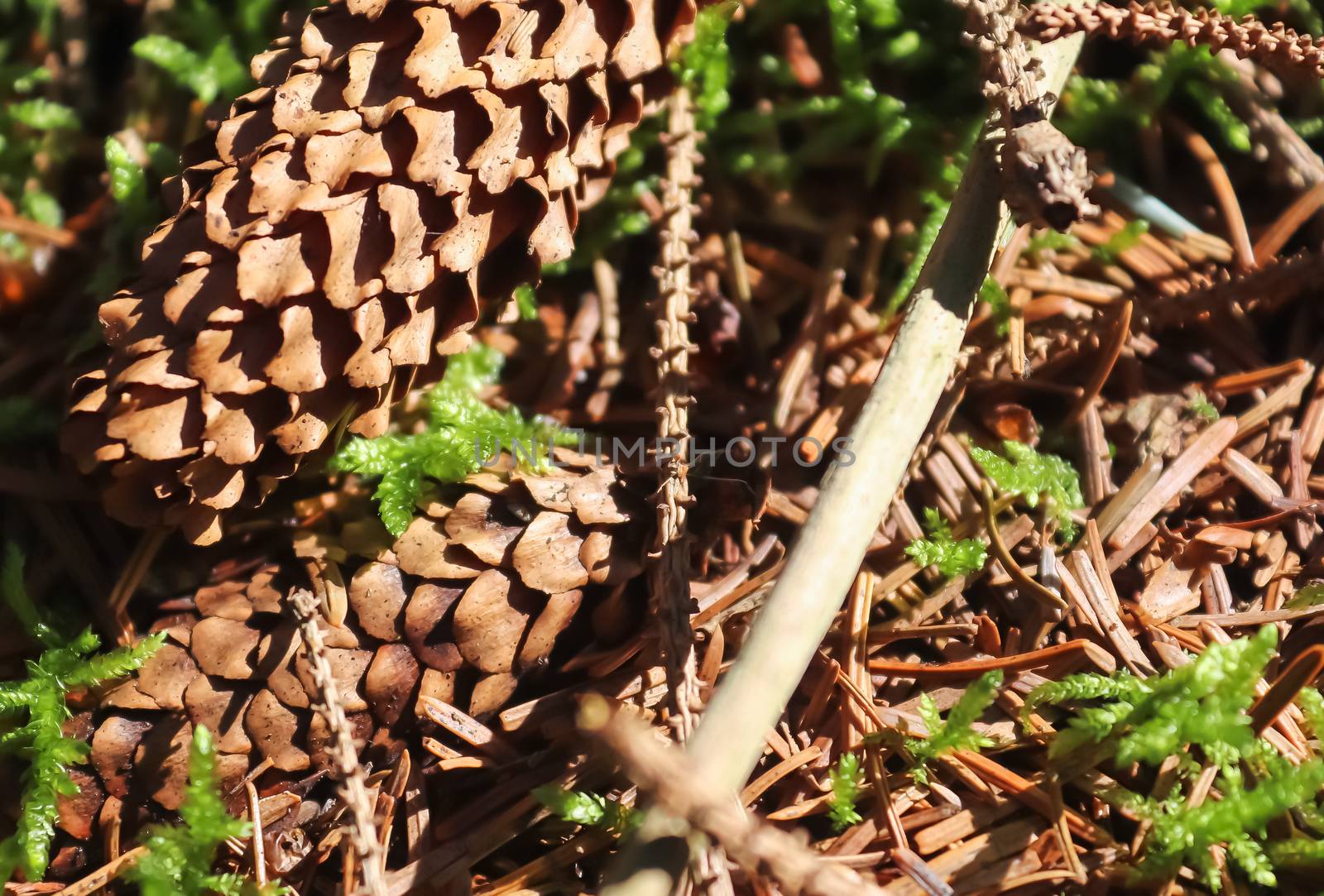 The ground in a forest with pine cones, moss, grass, pine needles, autumn leaves. Forest soil texture background.