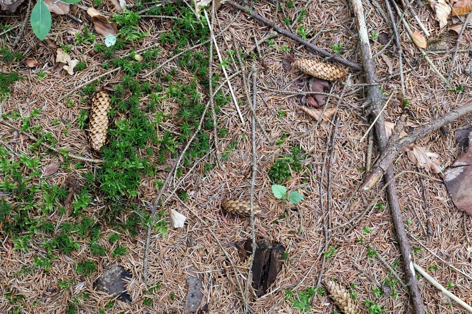 The ground in a forest with pine cones, moss, grass, pine needles, autumn leaves. Forest soil texture background.