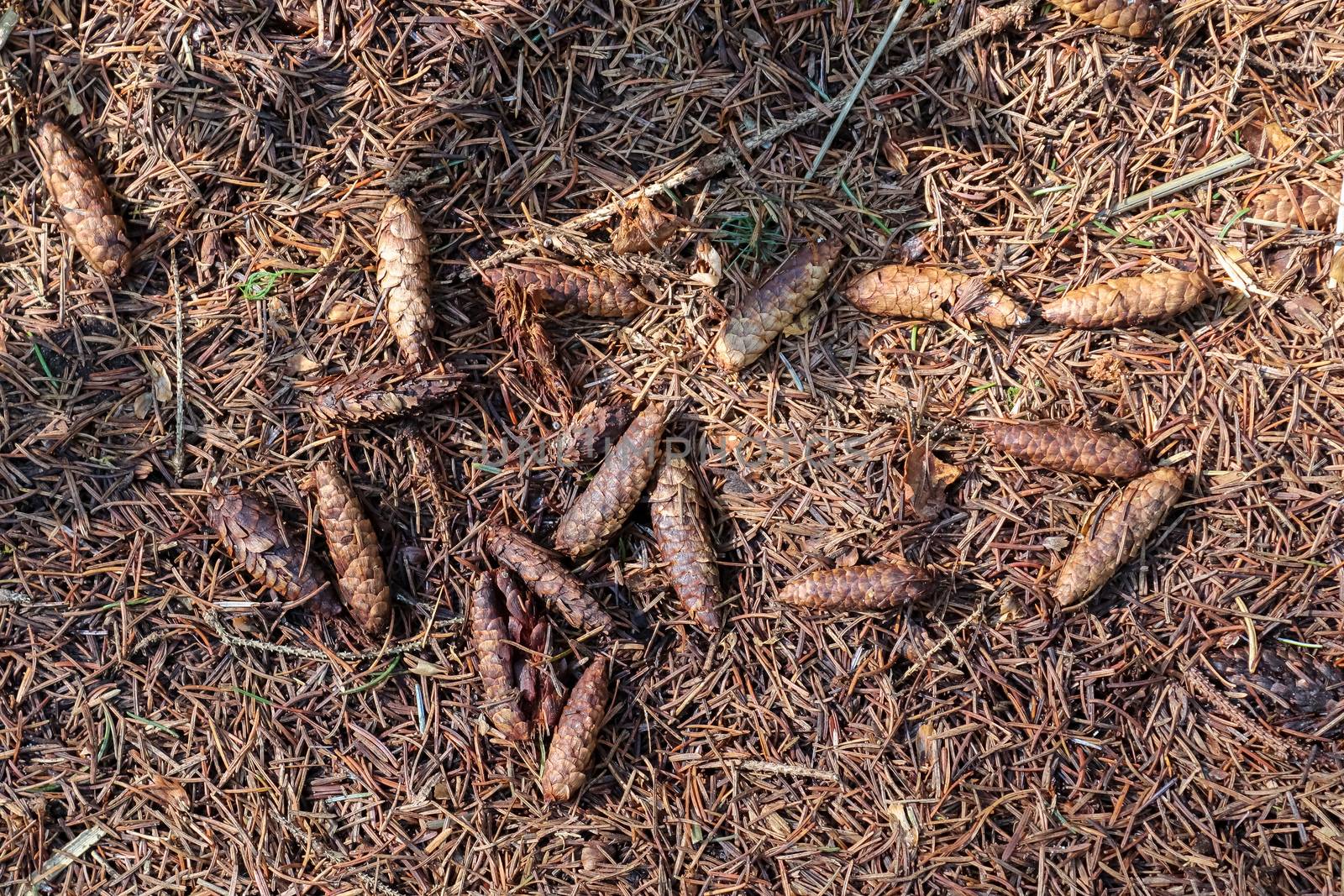 The ground in a forest with pine cones, moss, grass, pine needles, autumn leaves. Forest soil texture background.