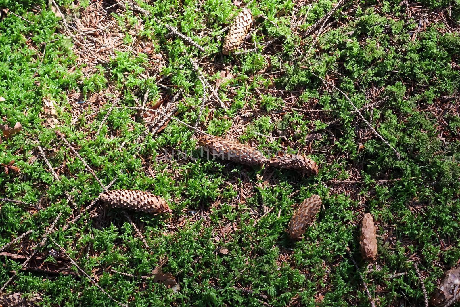 The ground in a forest with pine cones, moss, grass, pine needles, autumn leaves. Forest soil texture background.