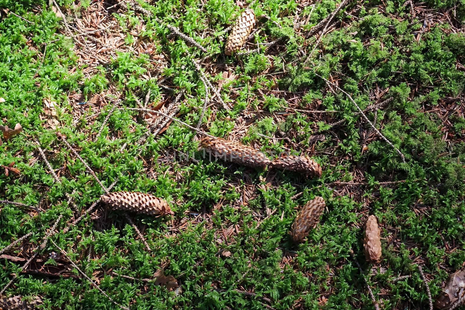 Forest soil texture background. The ground in a forest with pine by MP_foto71