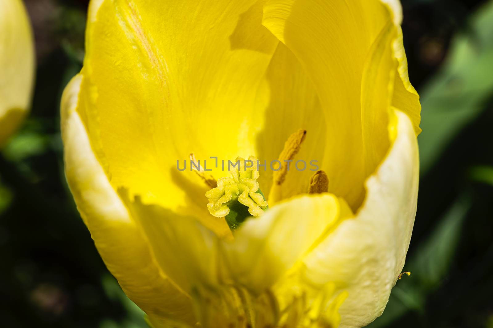 macro shot of a inside view of a yellow tulip