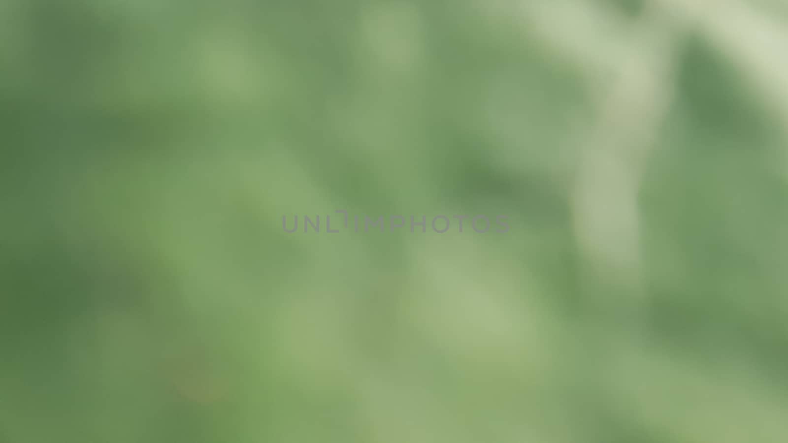 abstract green color in blur photo from nature (plant)  background by Pooljan