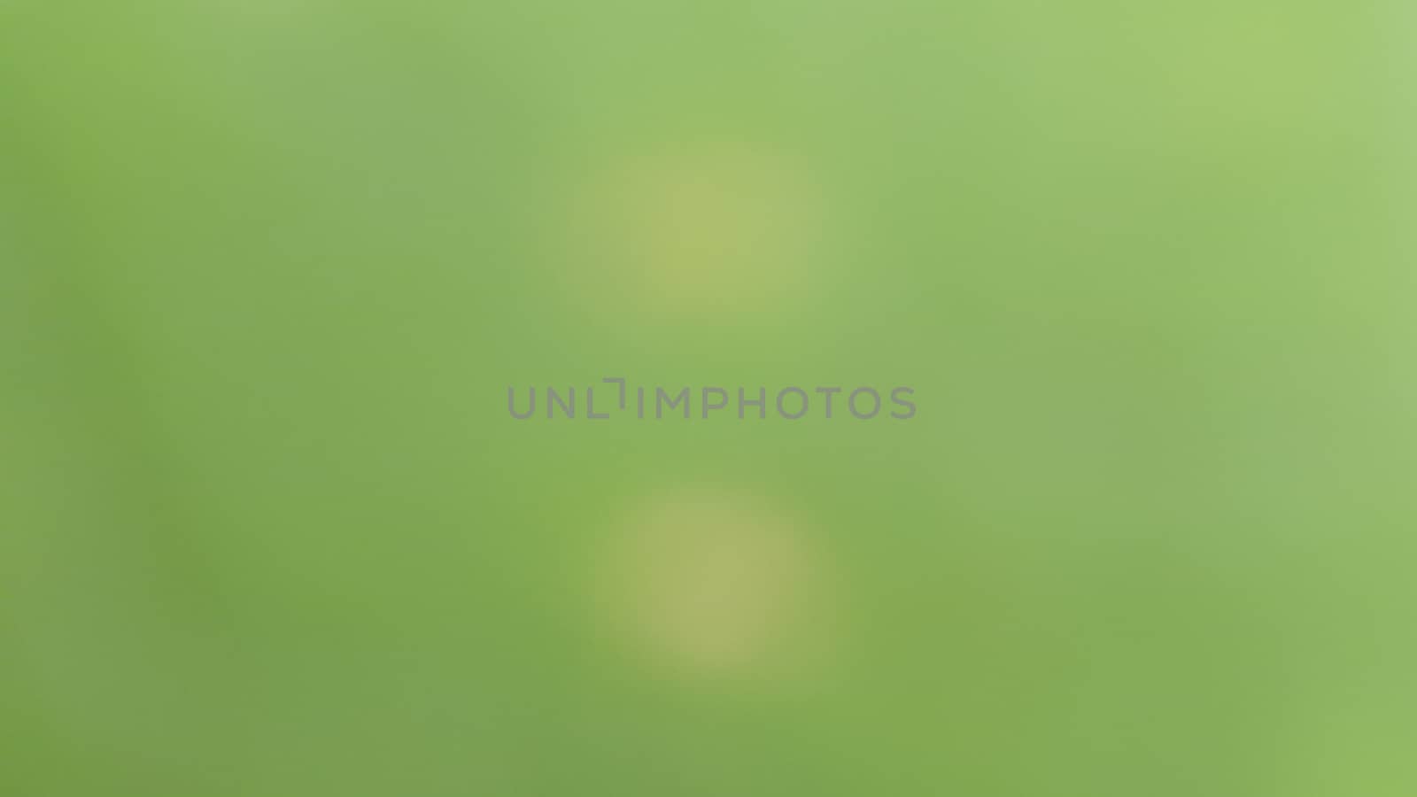 abstract green color in blur photo from nature (plant)  background by Pooljan