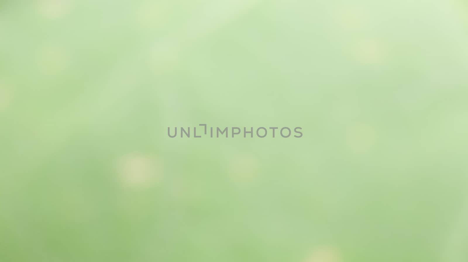 abstract green color in blur photo from nature (plant) and rough texture from leaf  with sunlight for background