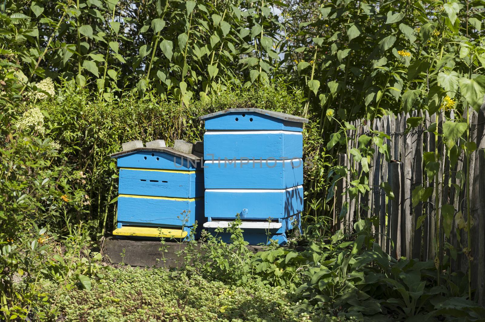 Traditional wooden hives for beeholding in a garden with plants and flowers special for the bees and insects
