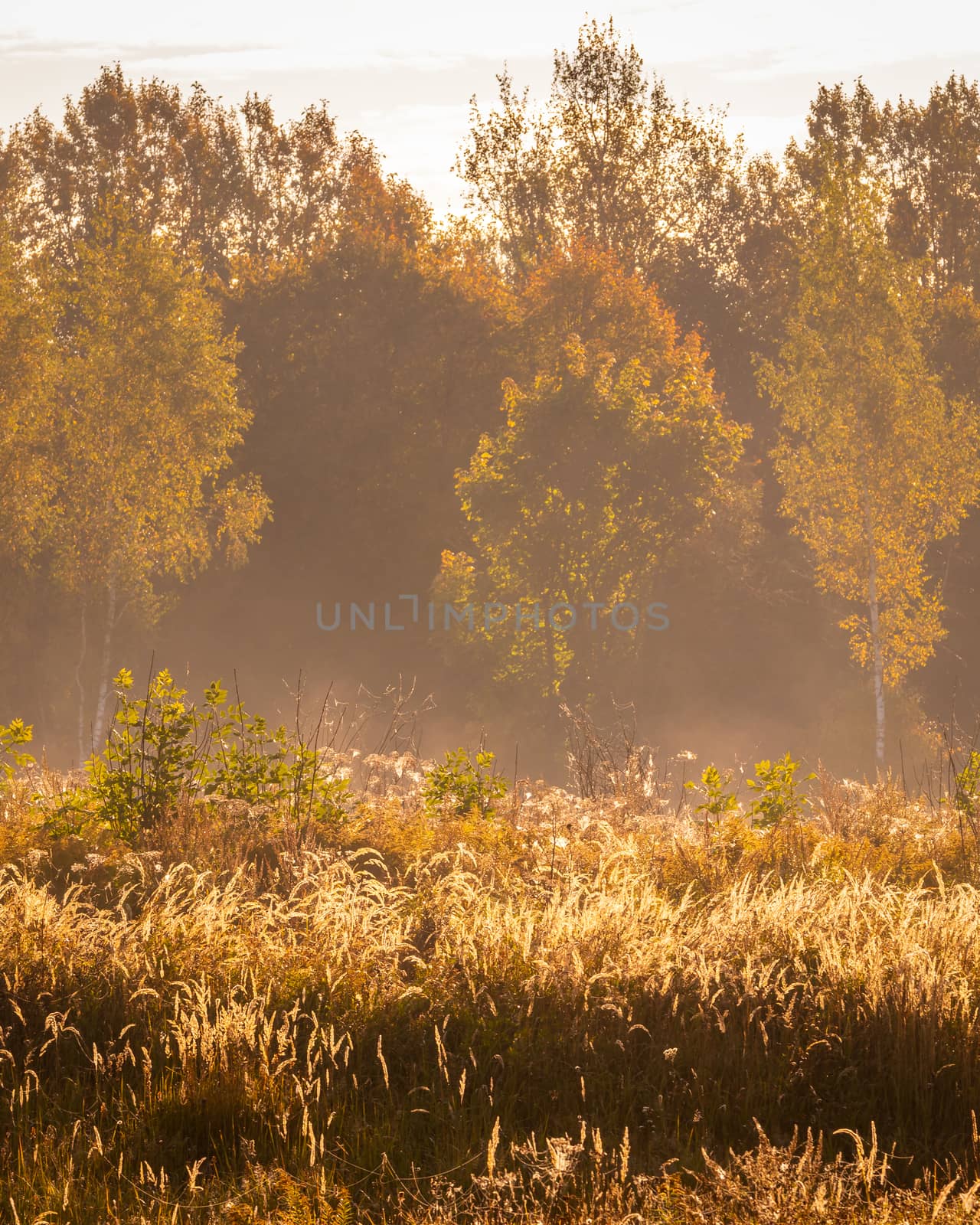Foggy sunrise on an autumn field with grass and trees with a clear blue sky background.