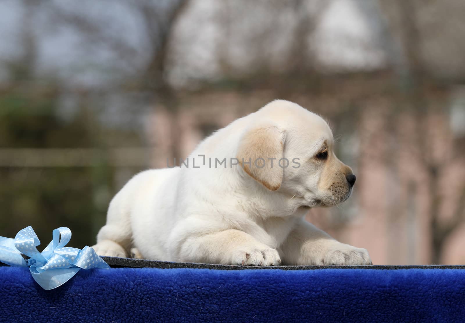 a yellow labrador puppy on the blue background