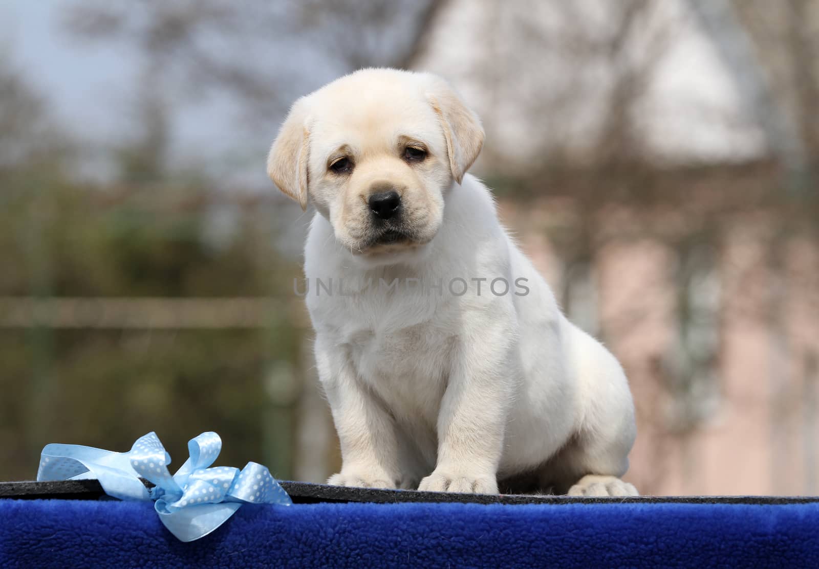 yellow labrador puppy on the blue background