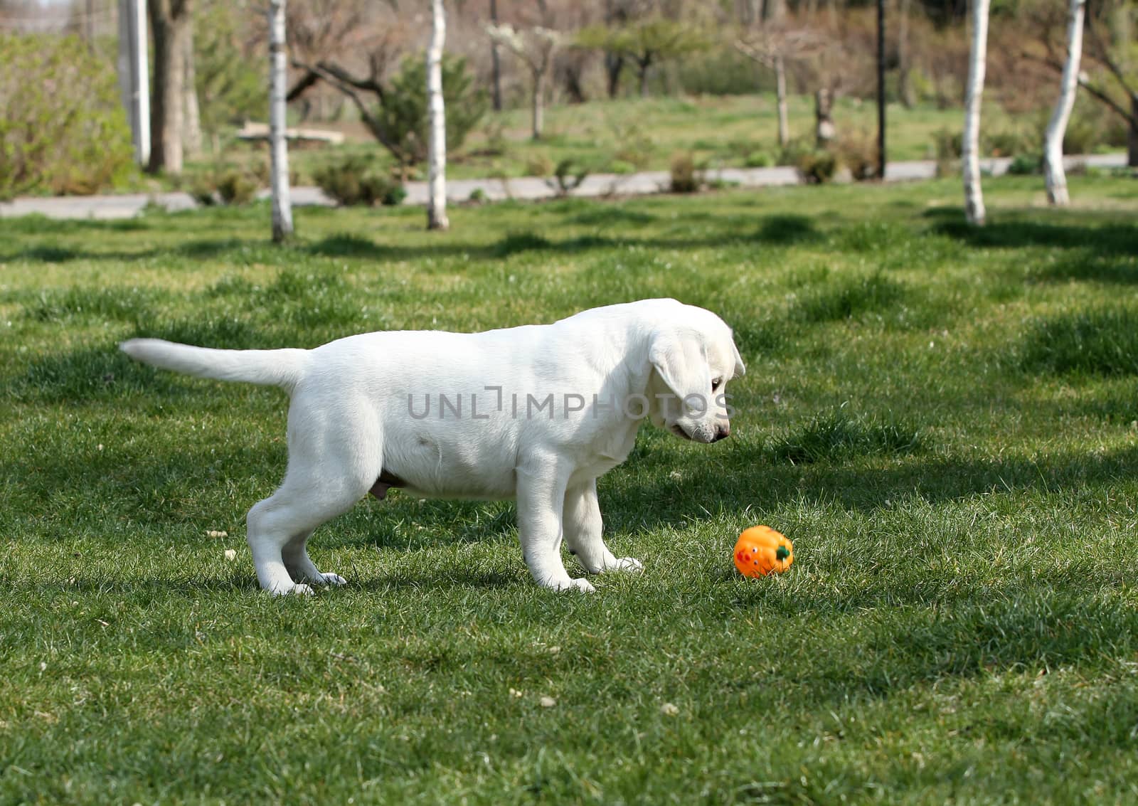 the yellow labrador playing in the park