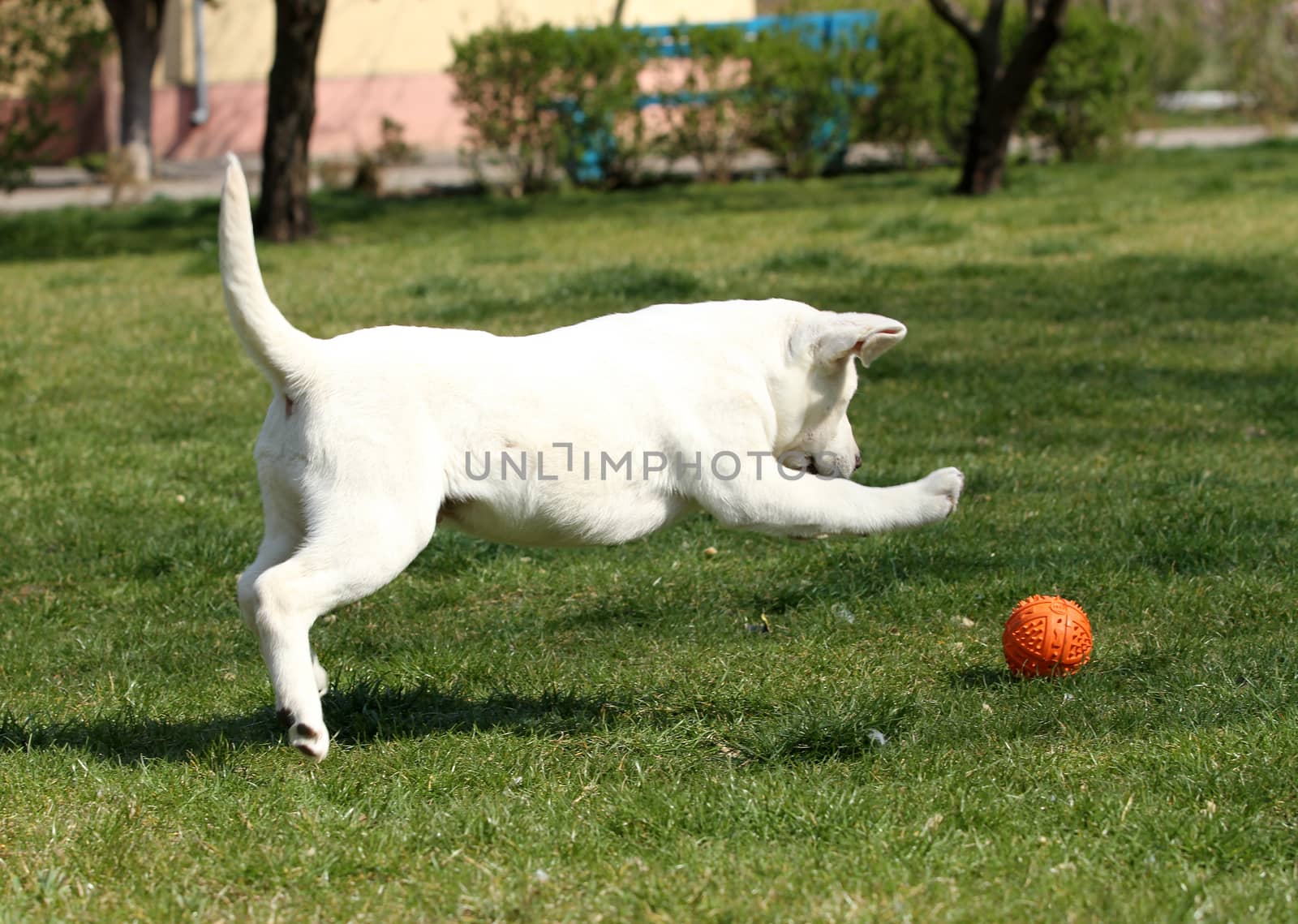 a yellow labrador playing in the park