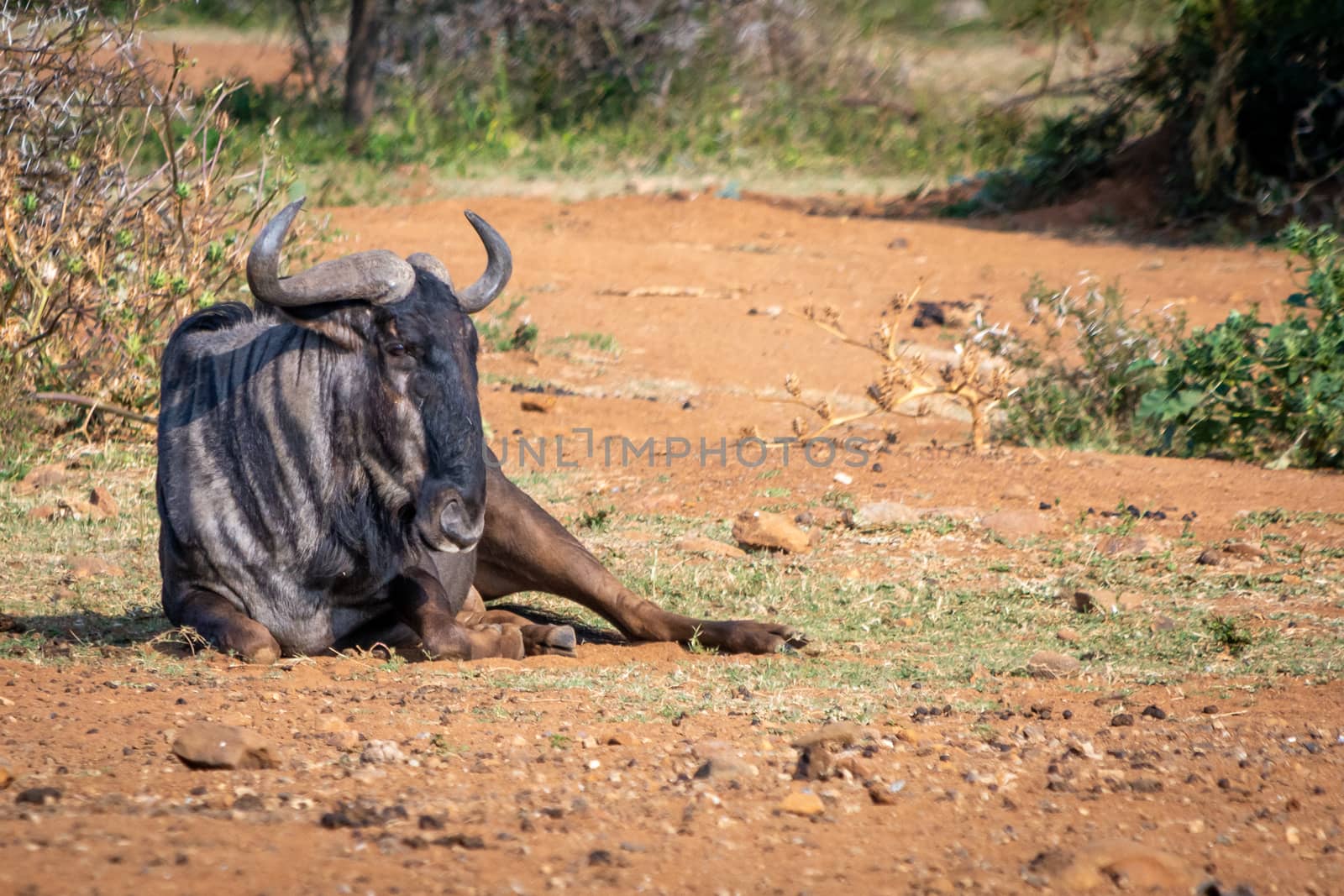 Blue wildebeest lying on in the grass and sand of African savannah during a safari trip by kb79