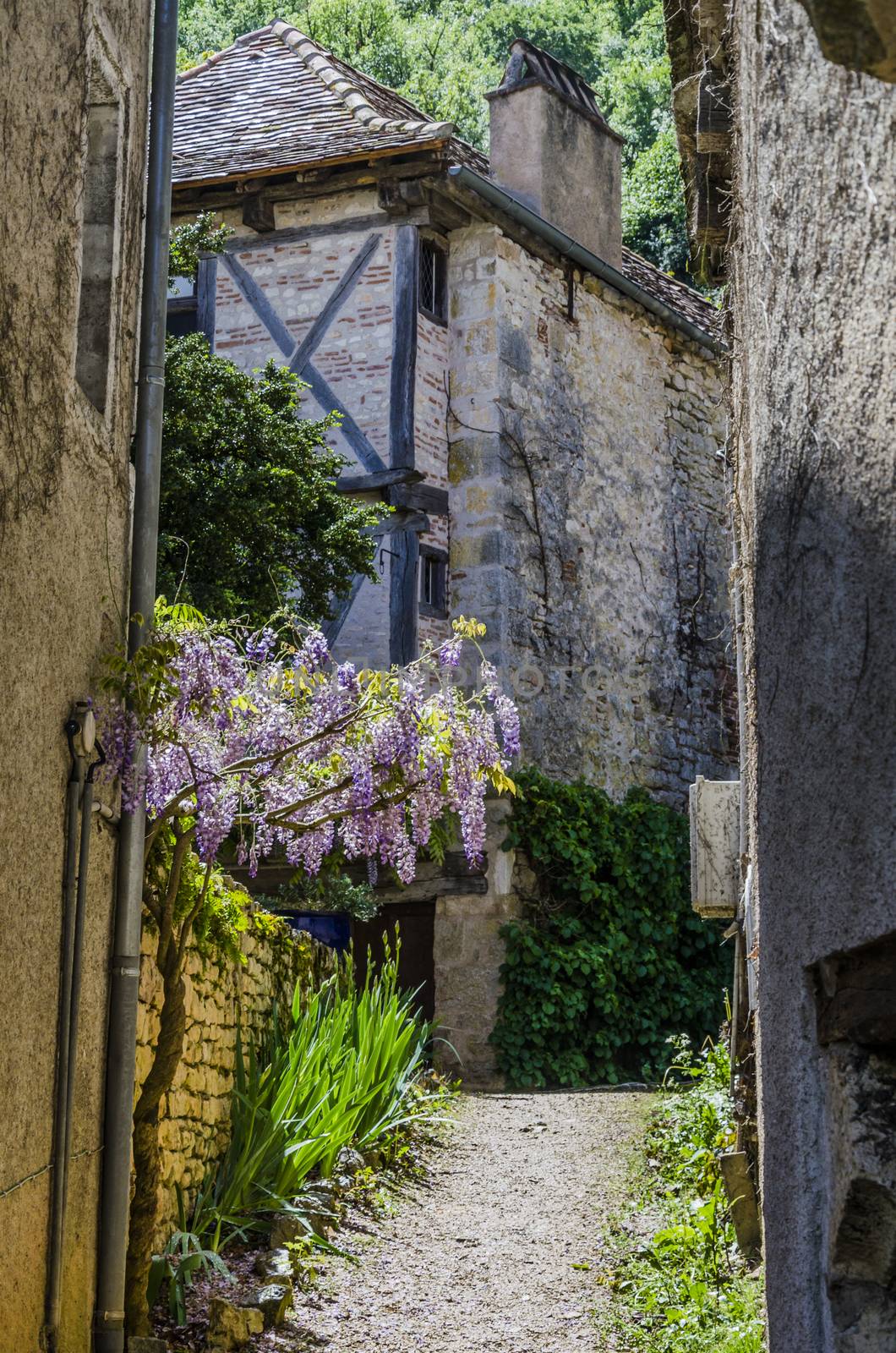 alley with wisteria in the medieval village of San Cirq lapopie