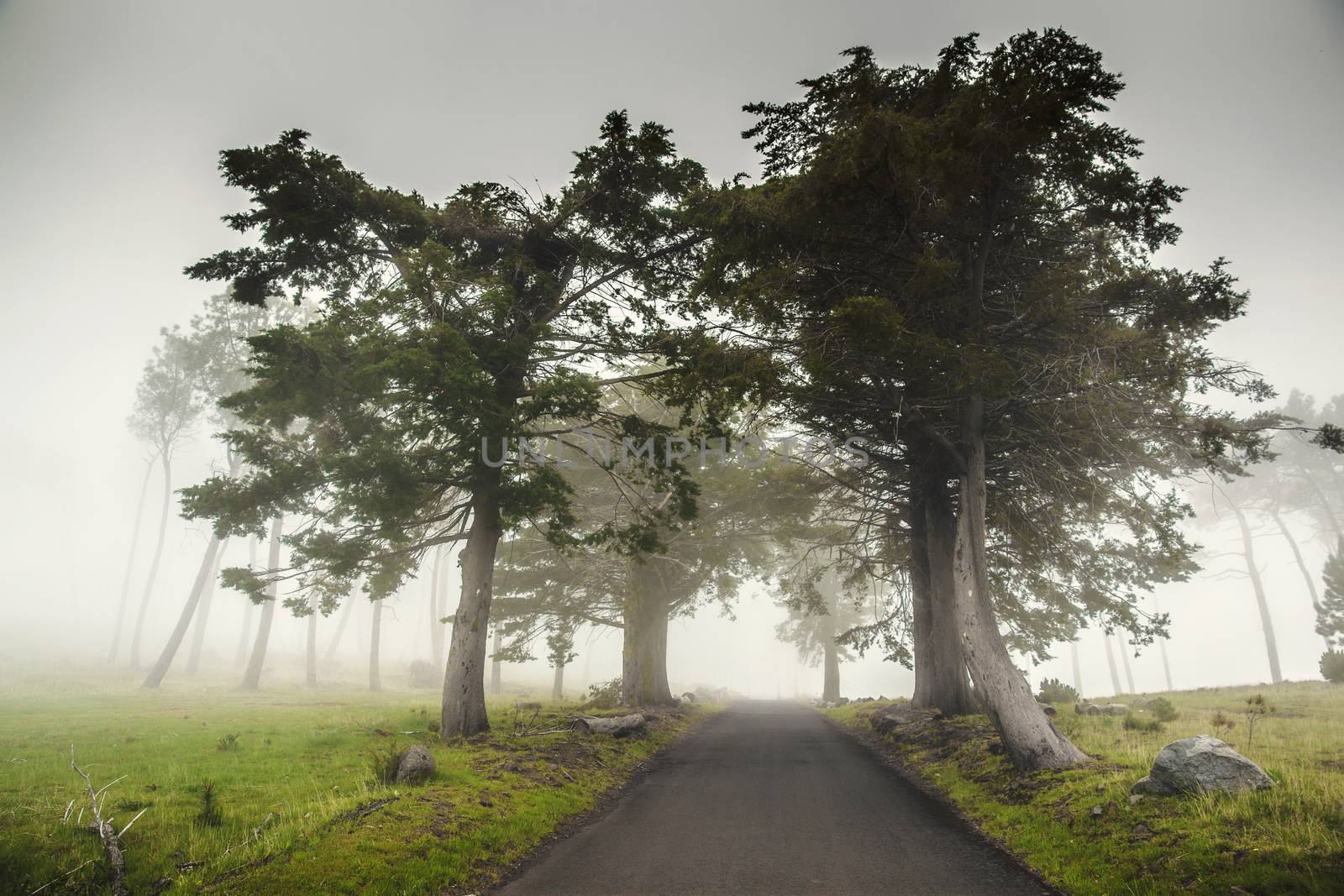 Road on a foggy morning  by Iko