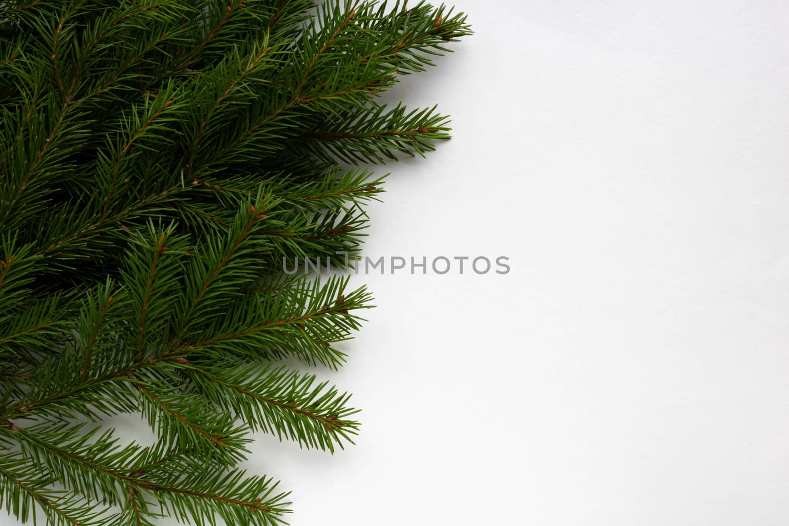 Green fir branches lie on a white background. Space for your text. New year's concept of Christmas.