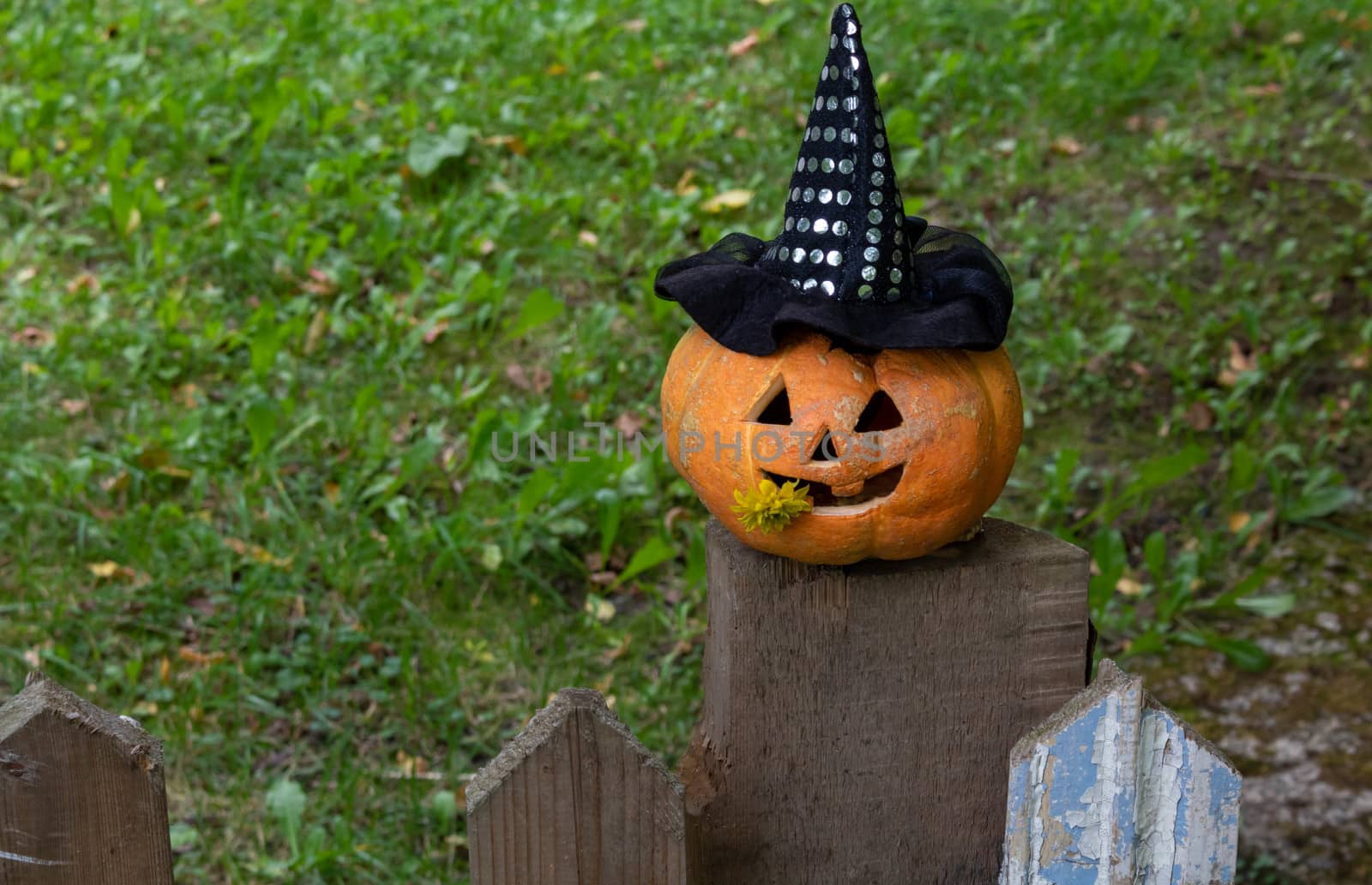 A cheerful pumpkin in a Witch's hat is sitting on the fence.The Concept Of Halloween.