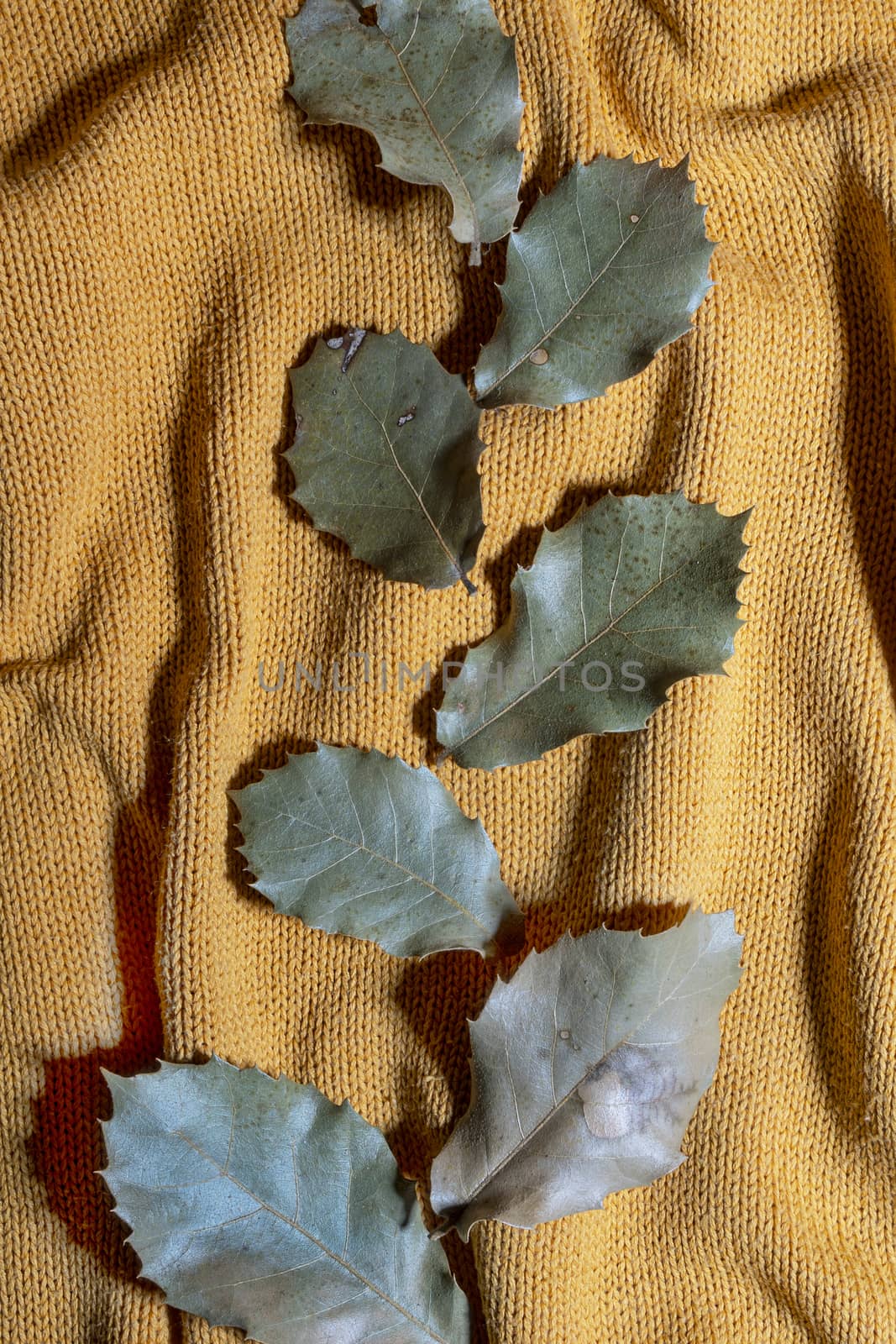some dry leaves on a sweater in autumn