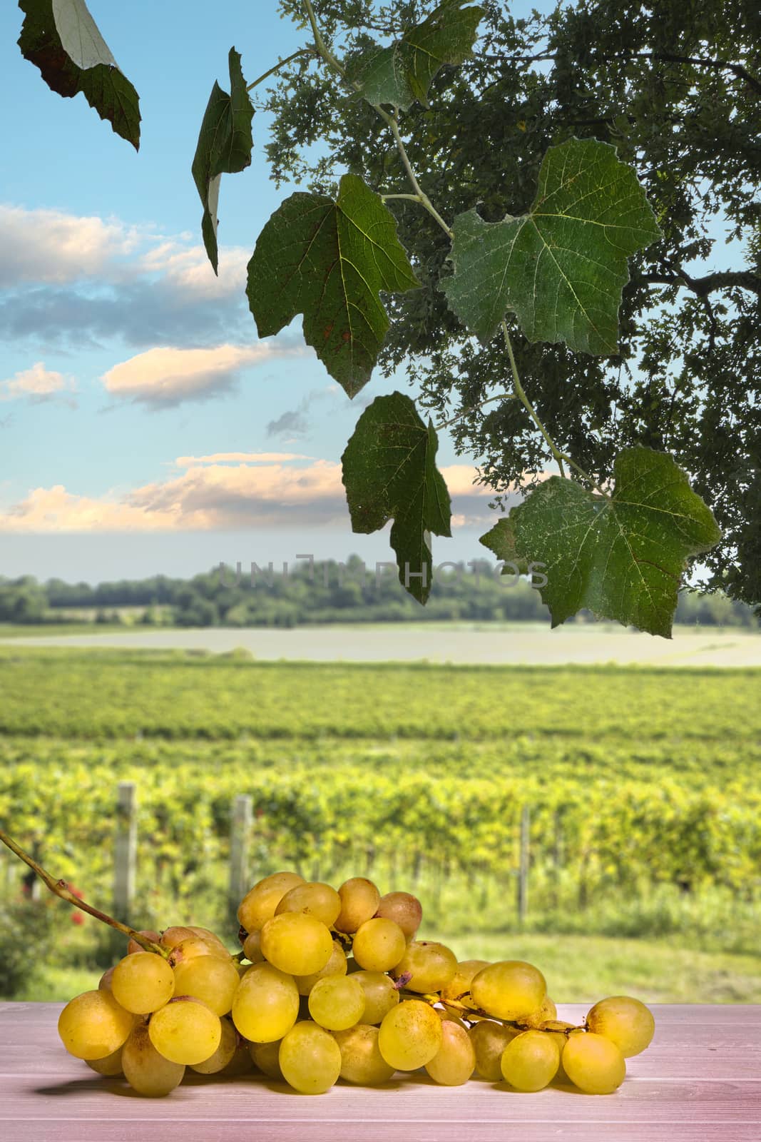 a bunch of grapes on the table with the view of a vineyard in the background on a sunny day in late summer