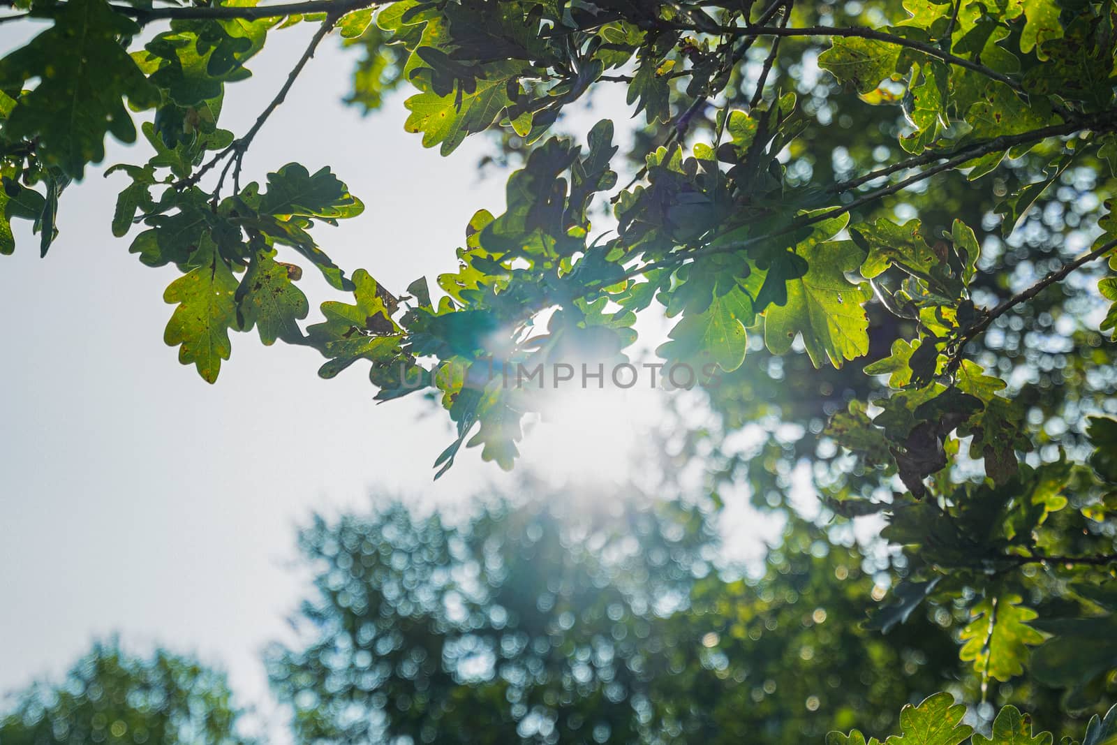 the view of the sun through the foliage of a summer tree